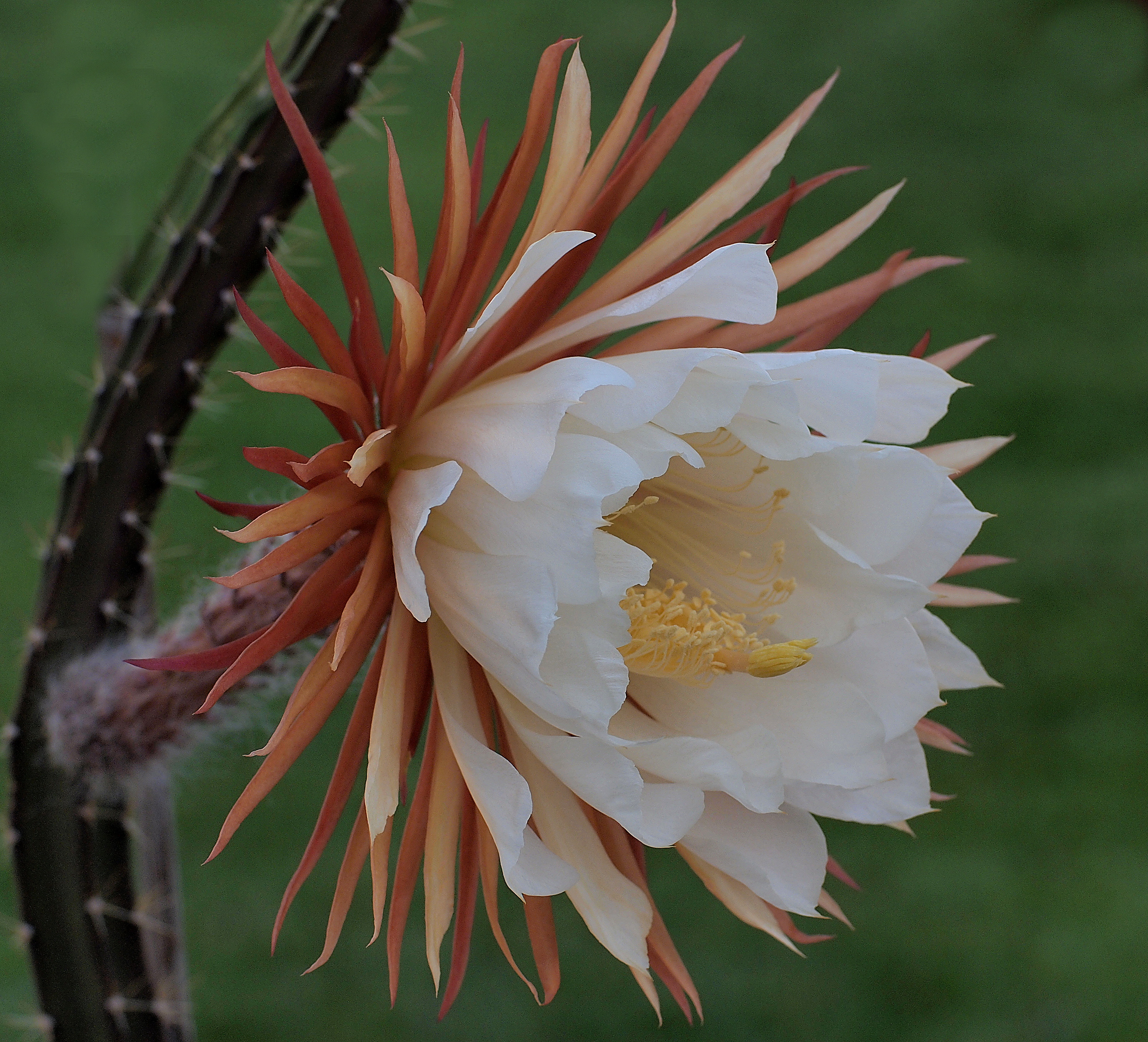 Selenicereus coniflorus (5905710781)