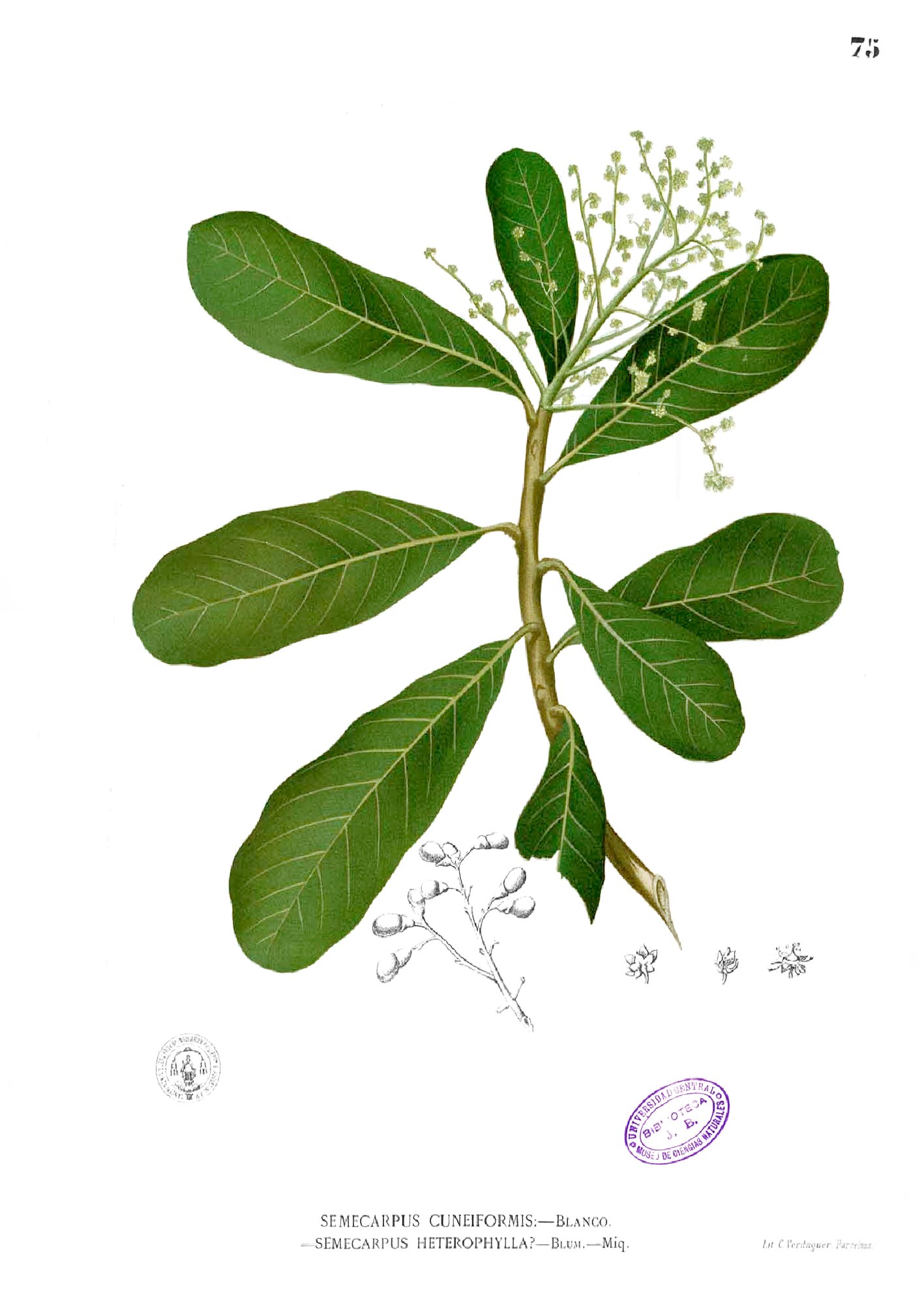 Semecarpus microcarpa Blanco1.75