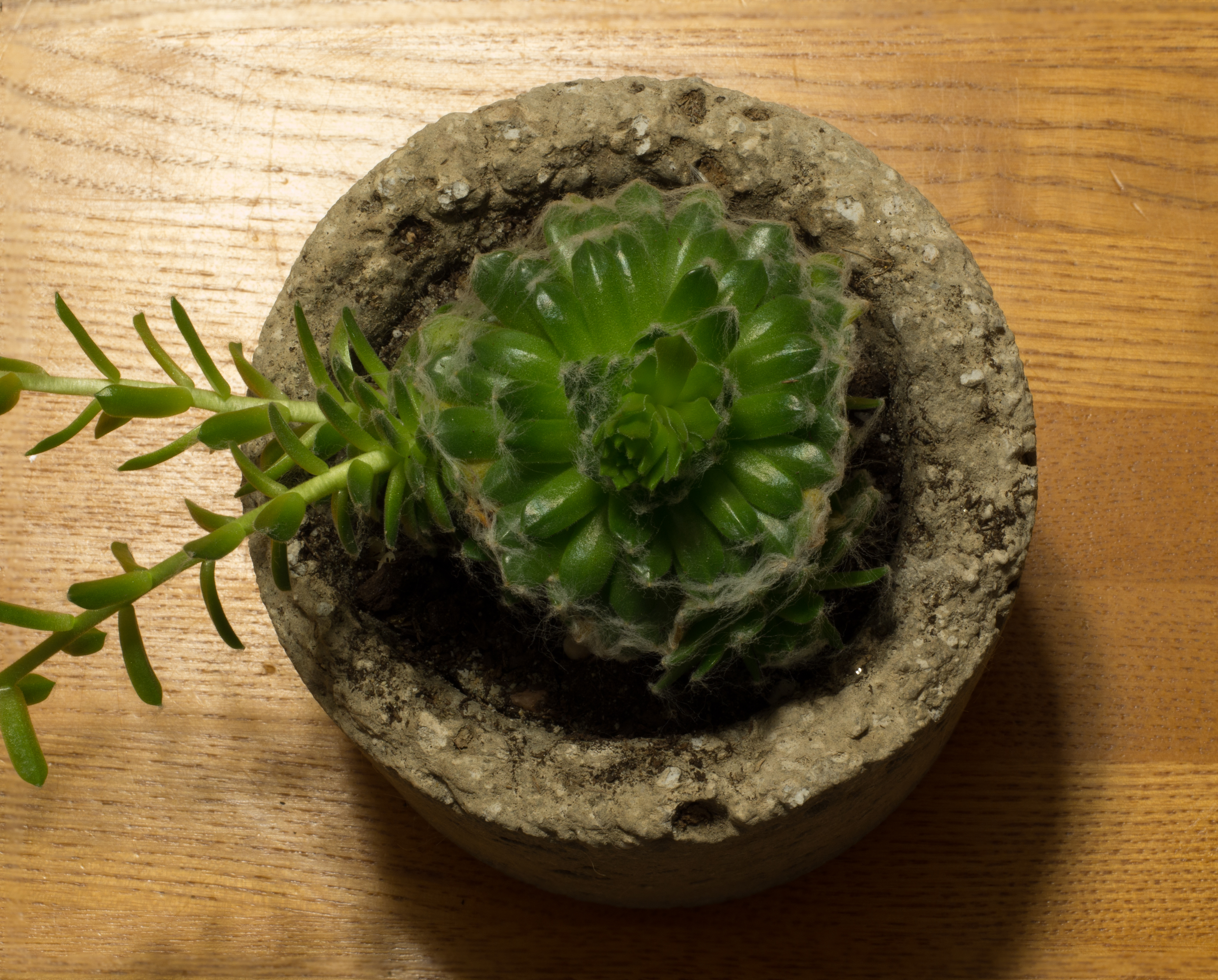 Sempervivum arachnoideum top