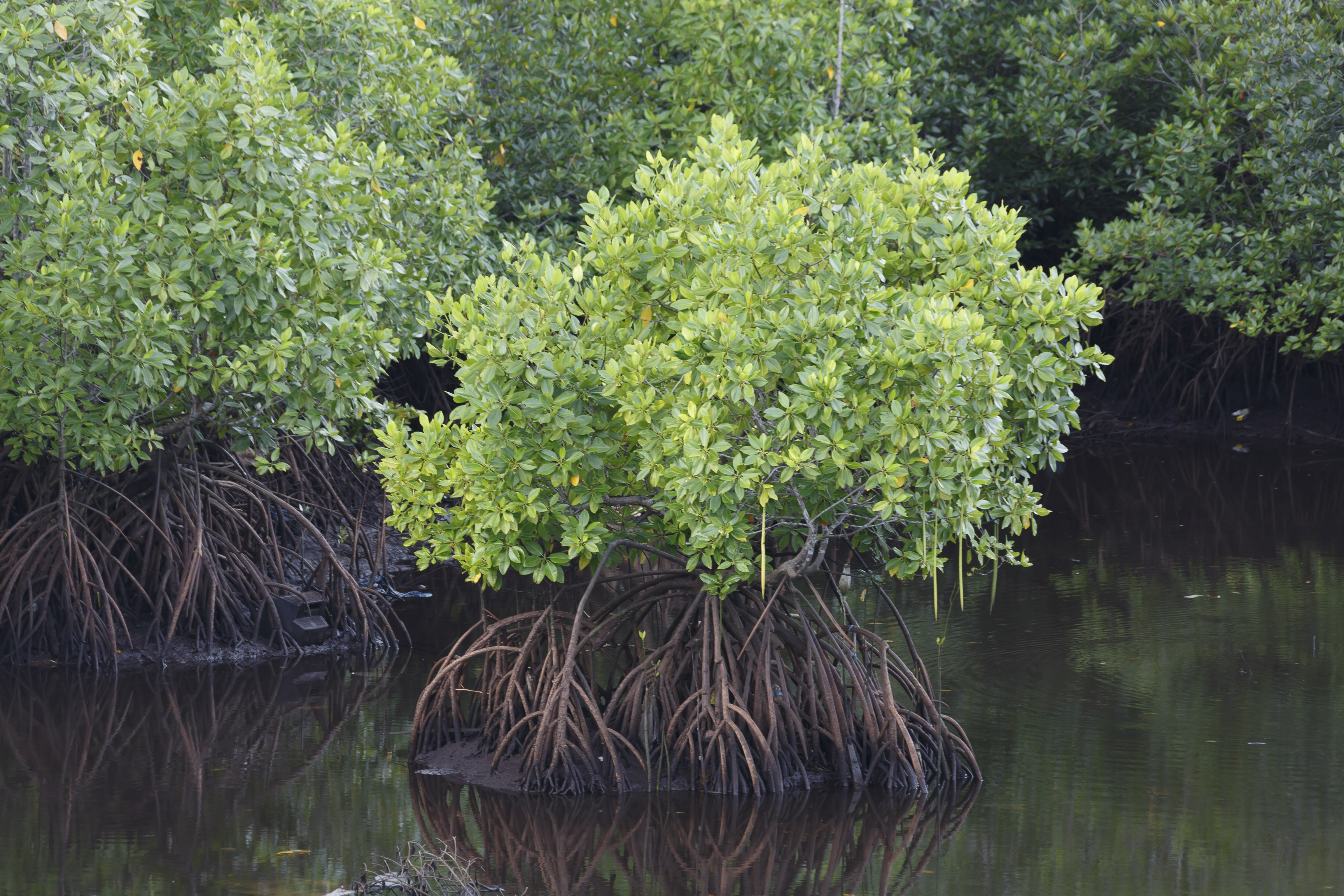 Semporna Sabah Mangroves-between-Kg-Bubul-and-Kg-Air-Sri-Jaya-01