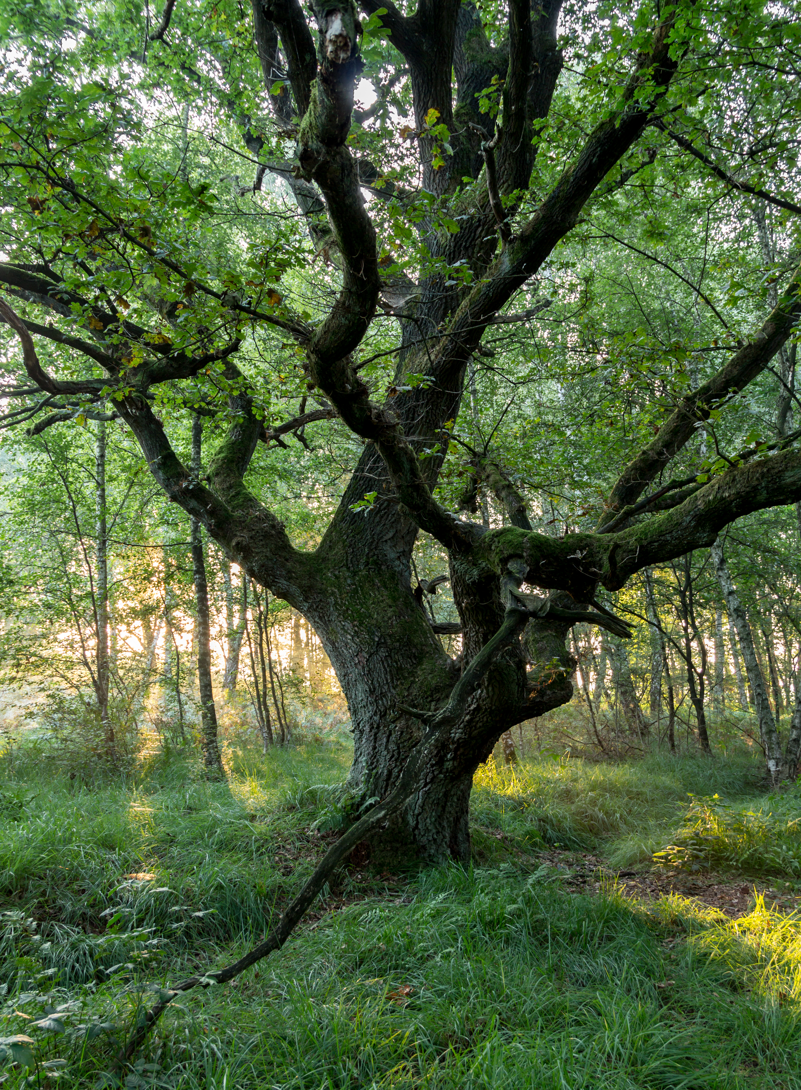 Senden, Venner Moor -- 2013 -- 2316