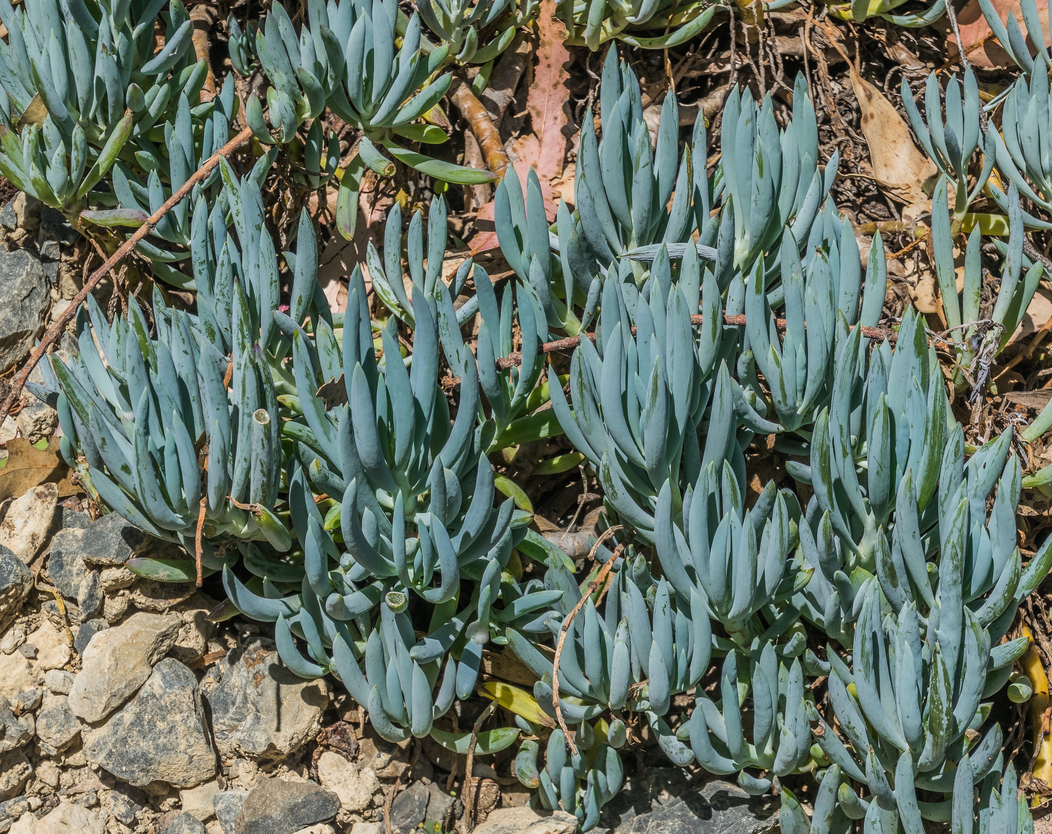 Senecio serpens 02