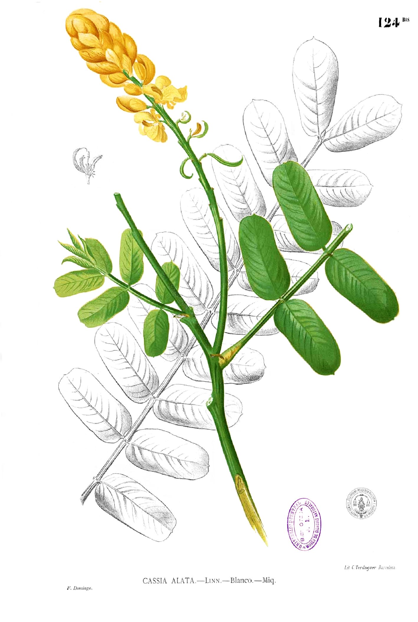Senna alata Blanco1.124