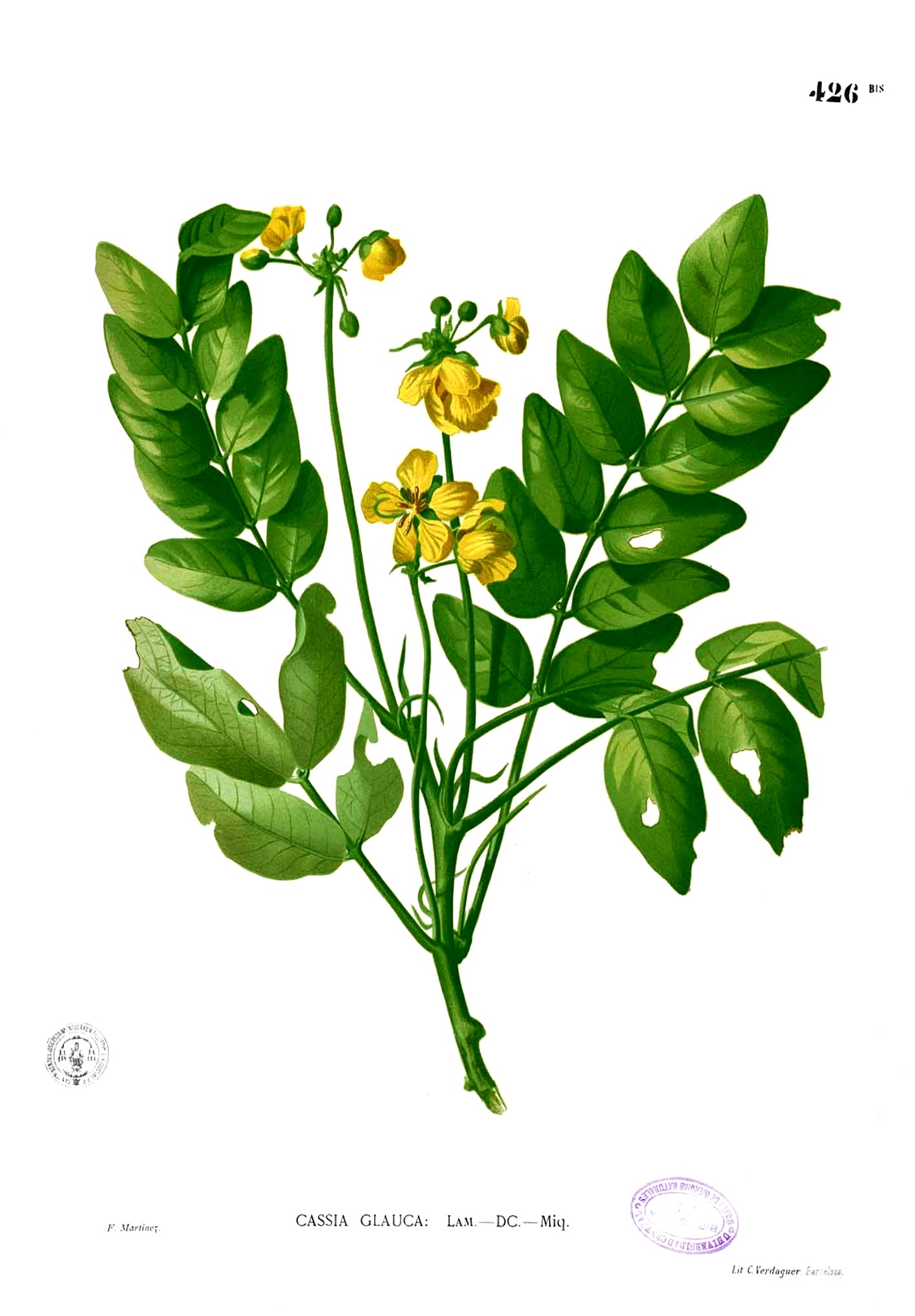 Senna sulfurea Blanco2.426b