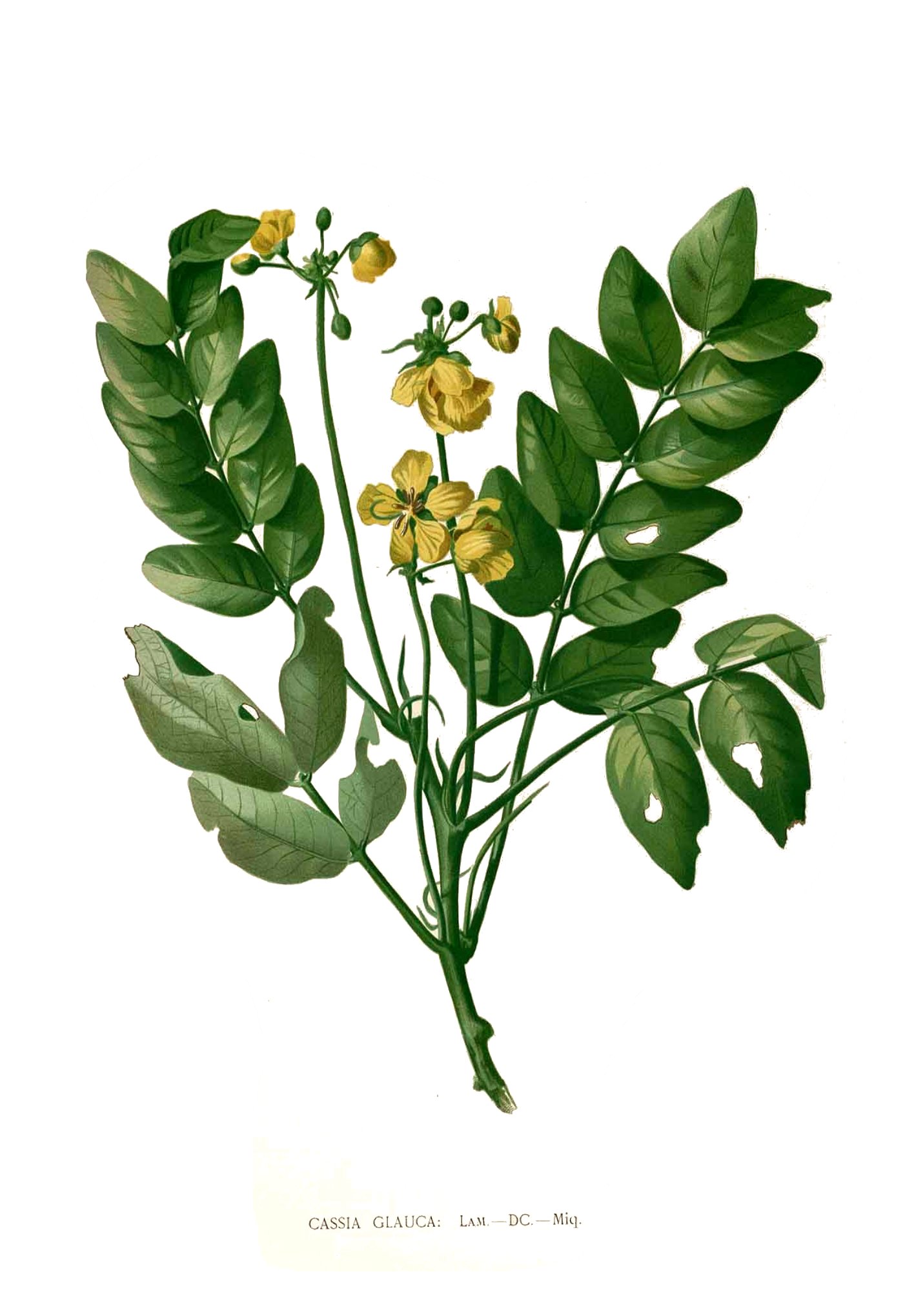 Senna sulfurea Blanco clean