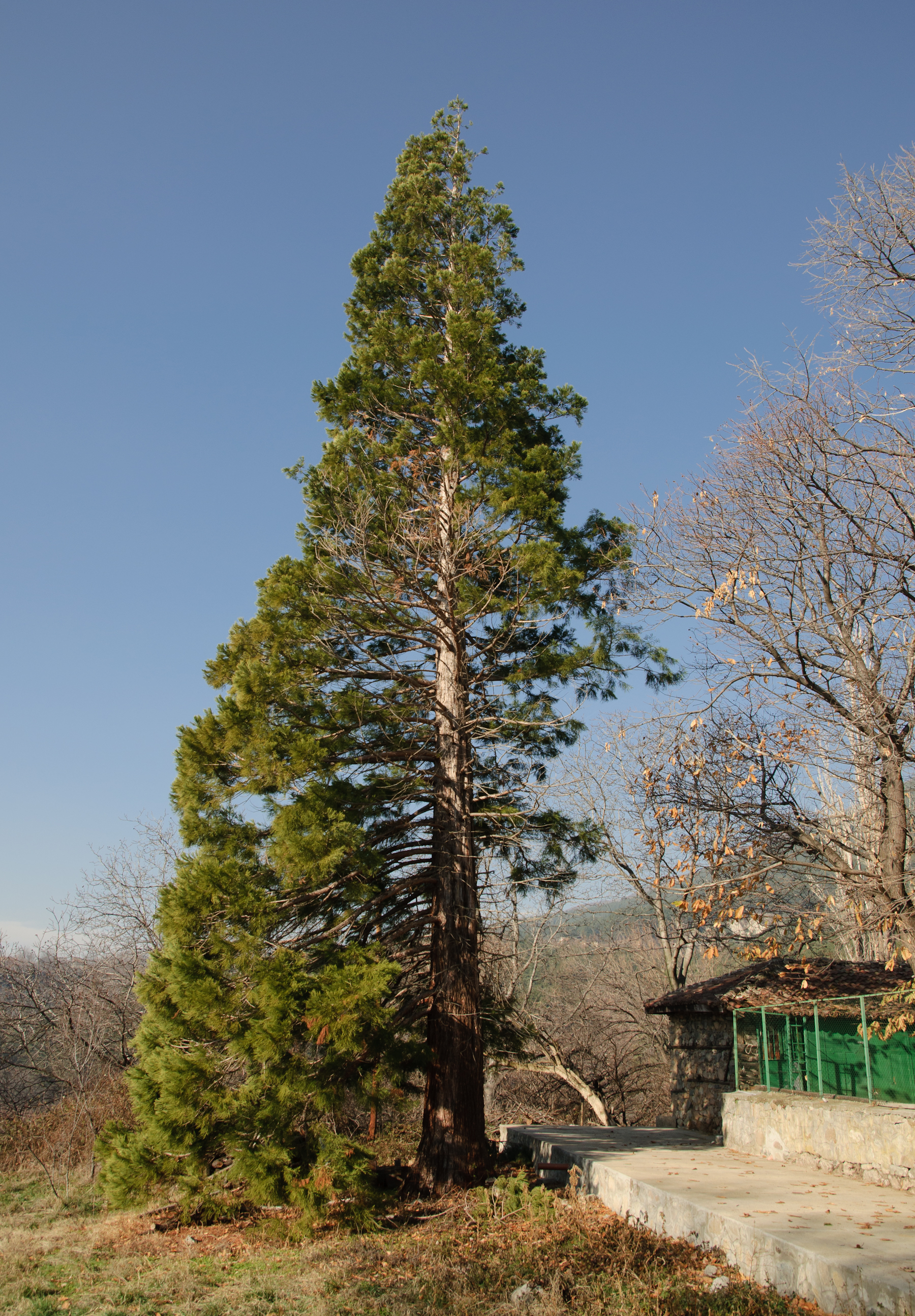 Sequoia in Sopot