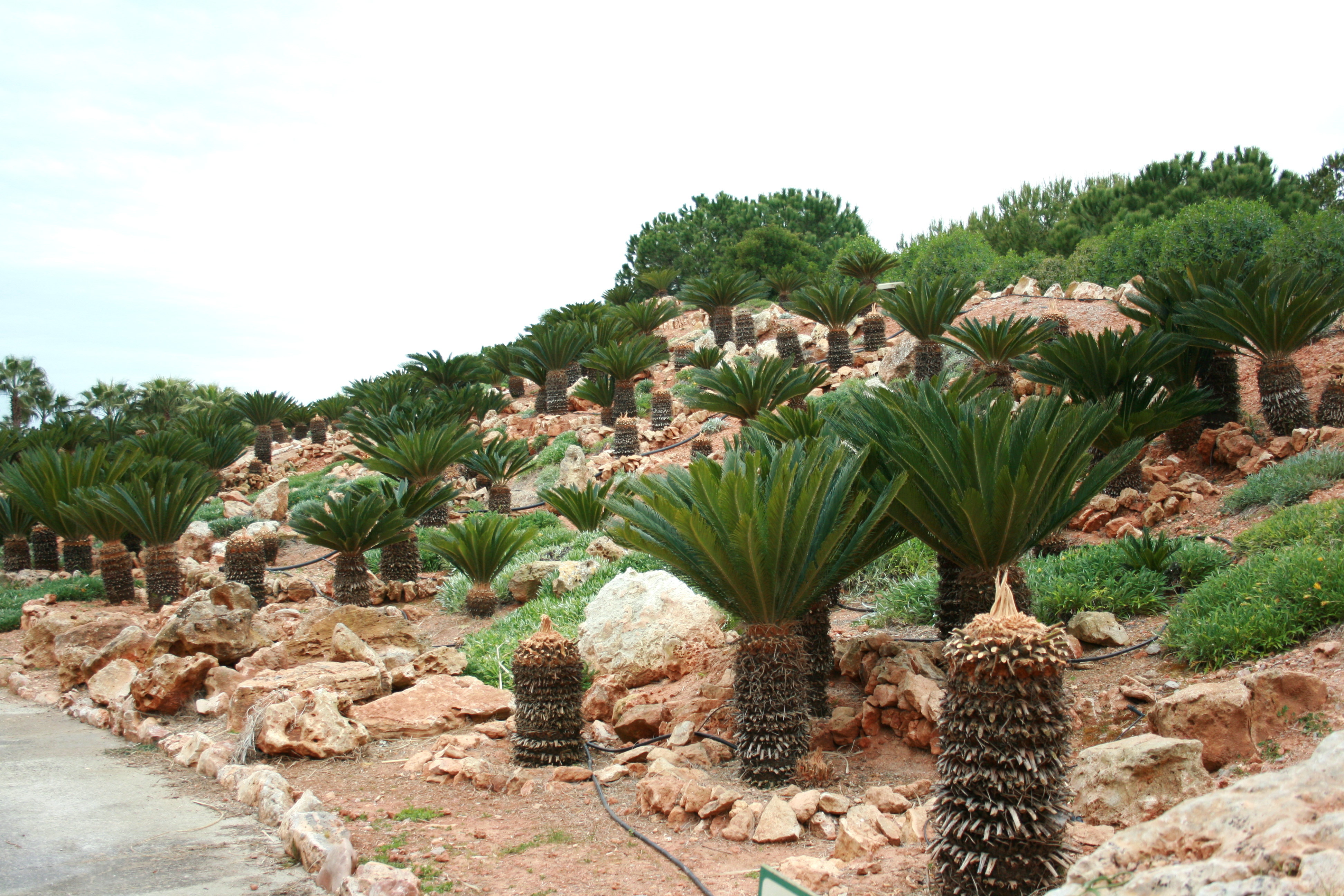 Ses Salines - Botanicactus - Cycas revoluta 02 ies