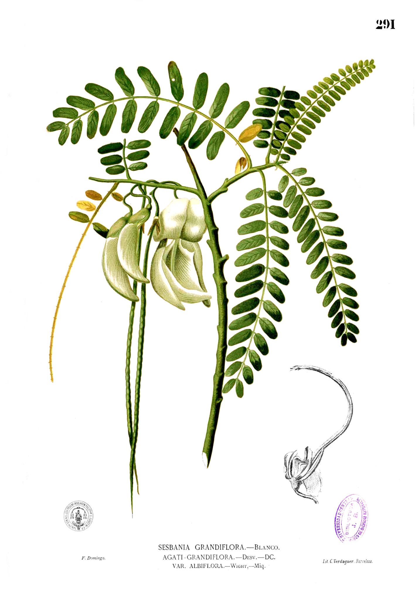 Sesbania grandiflora Blanco2.291