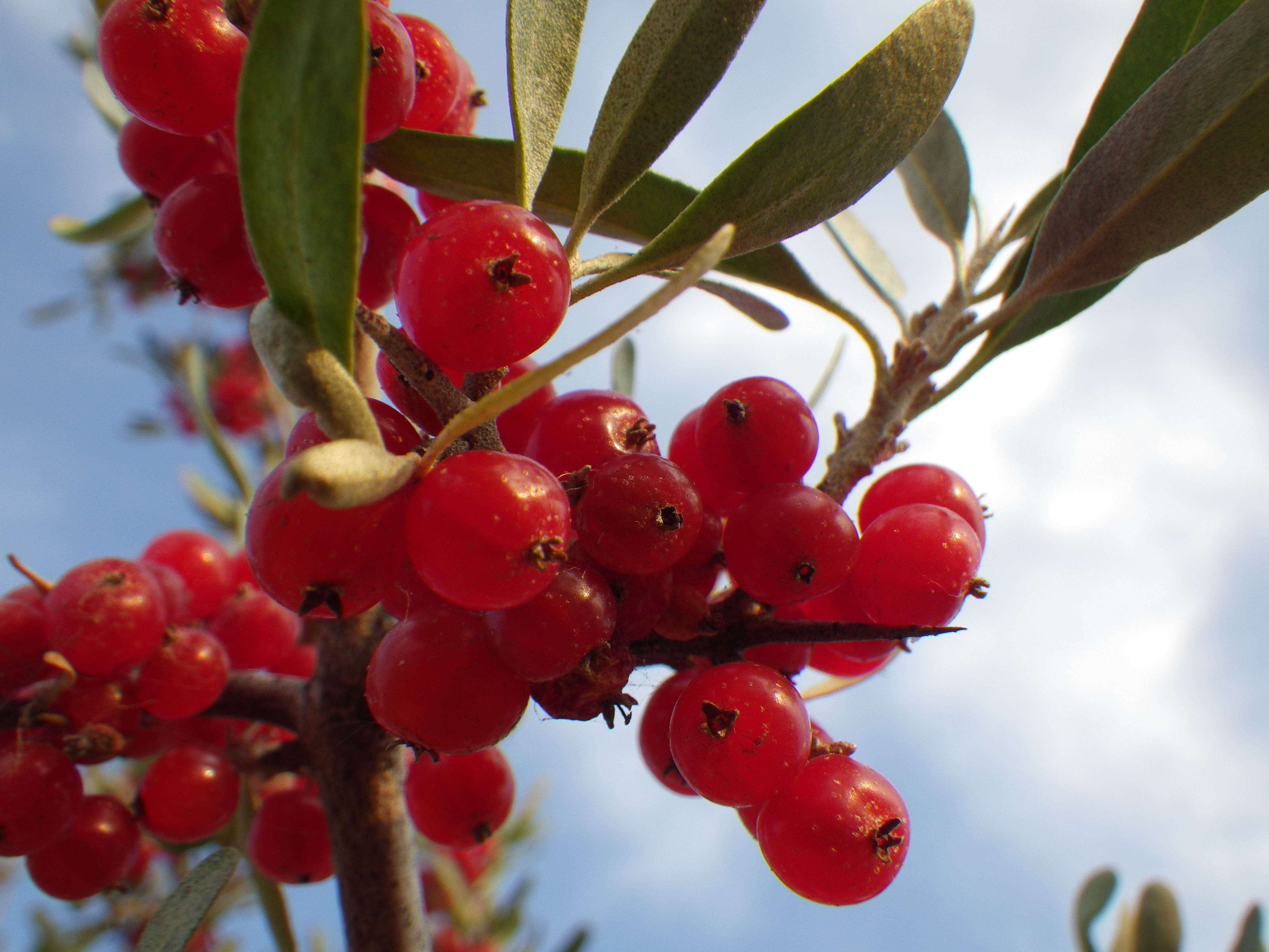 Shepherdia argentea (7934839016)