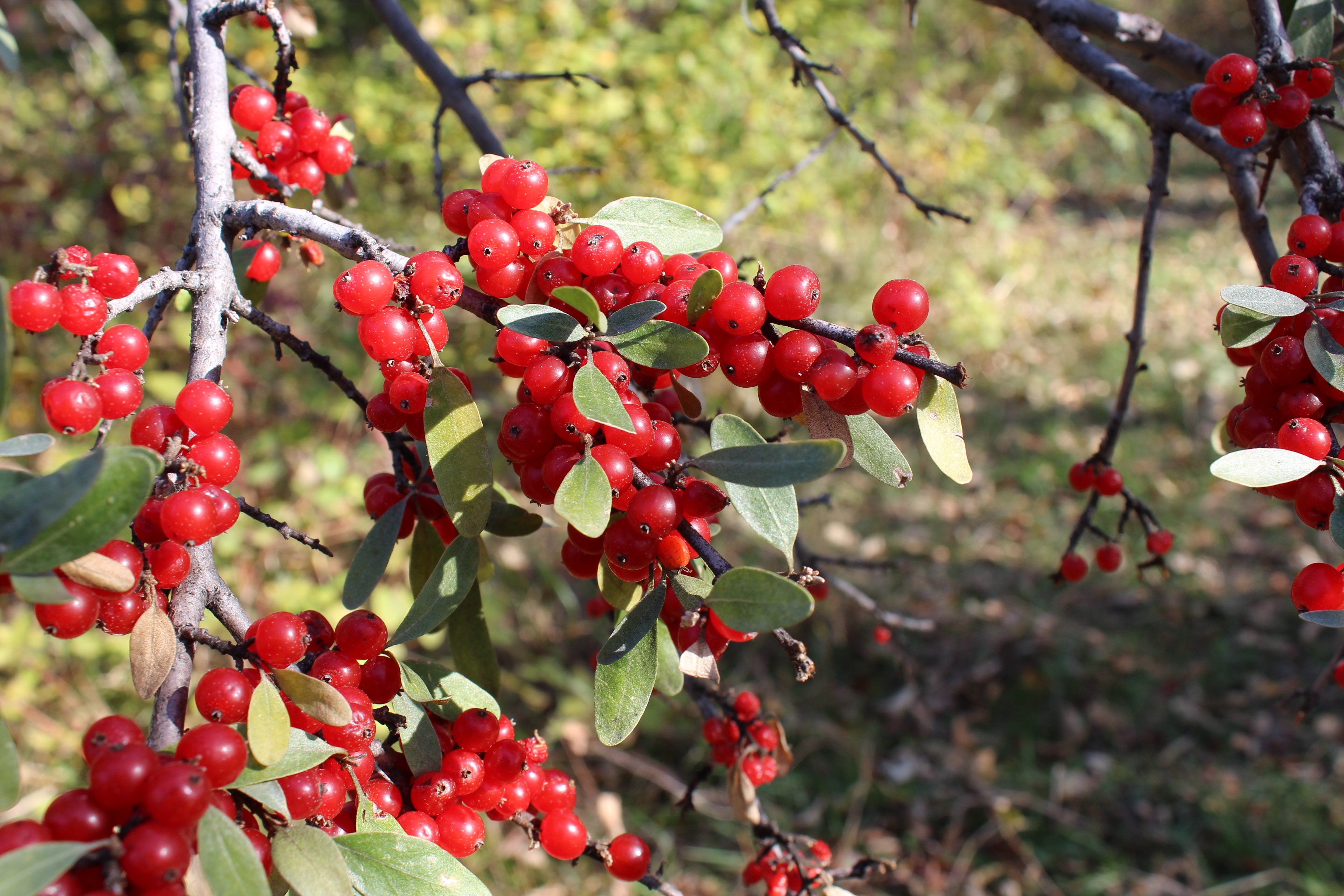 Shepherdia canadensis 04