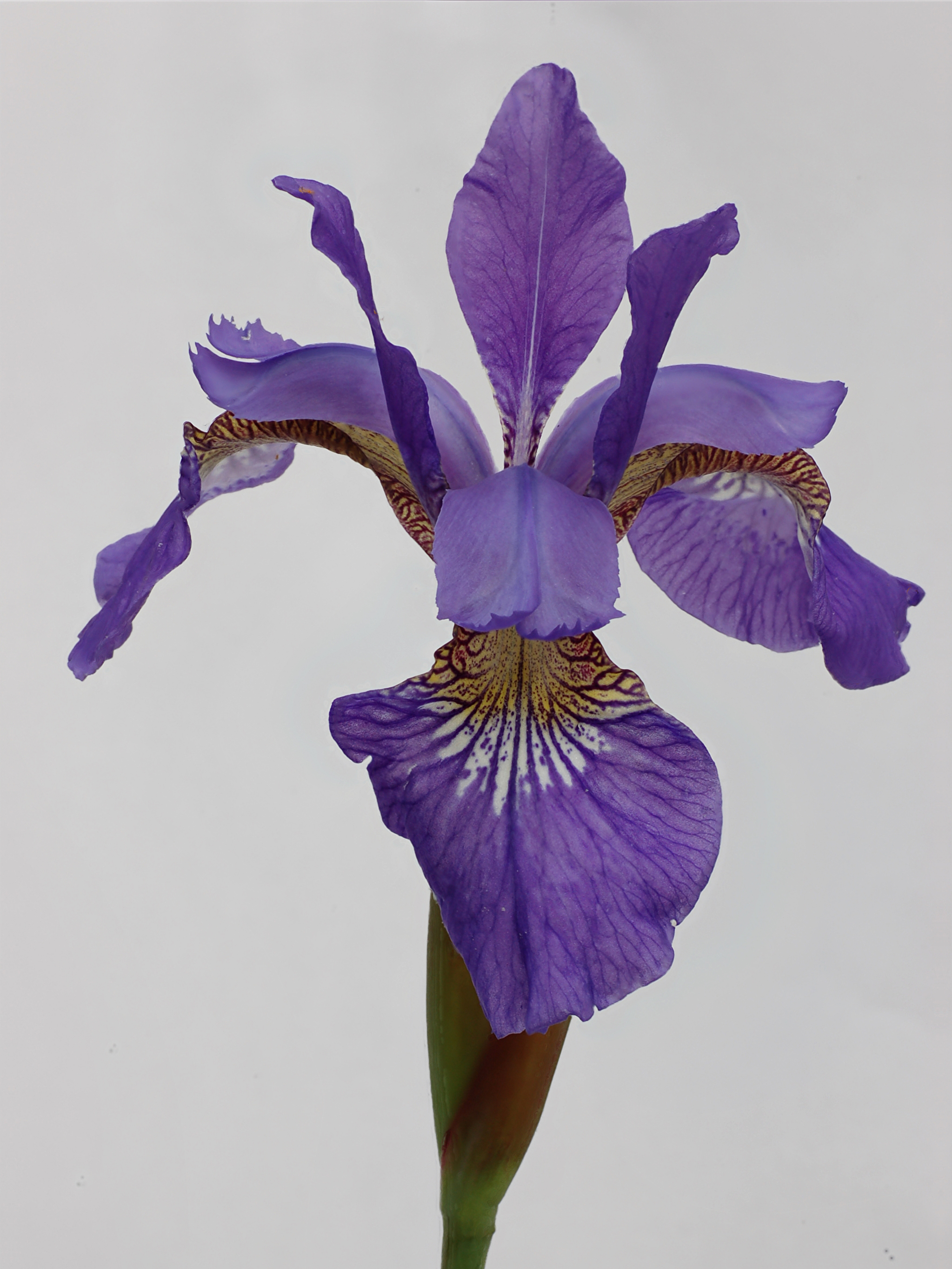 Siberian Iris Iris sibirica Focus Stacked 2047px