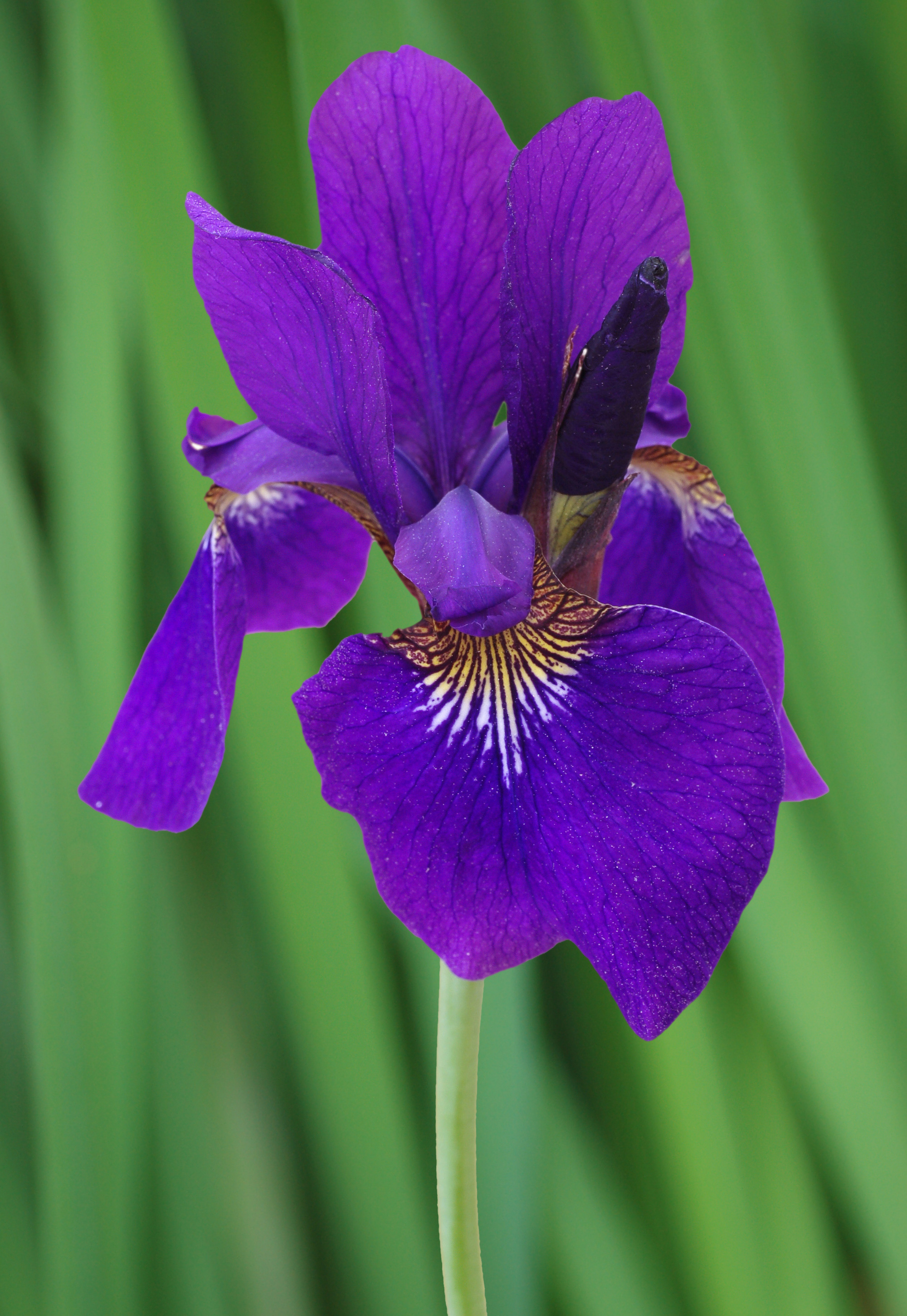 Siberian Iris Iris sibirica Top Side View Green 2000px