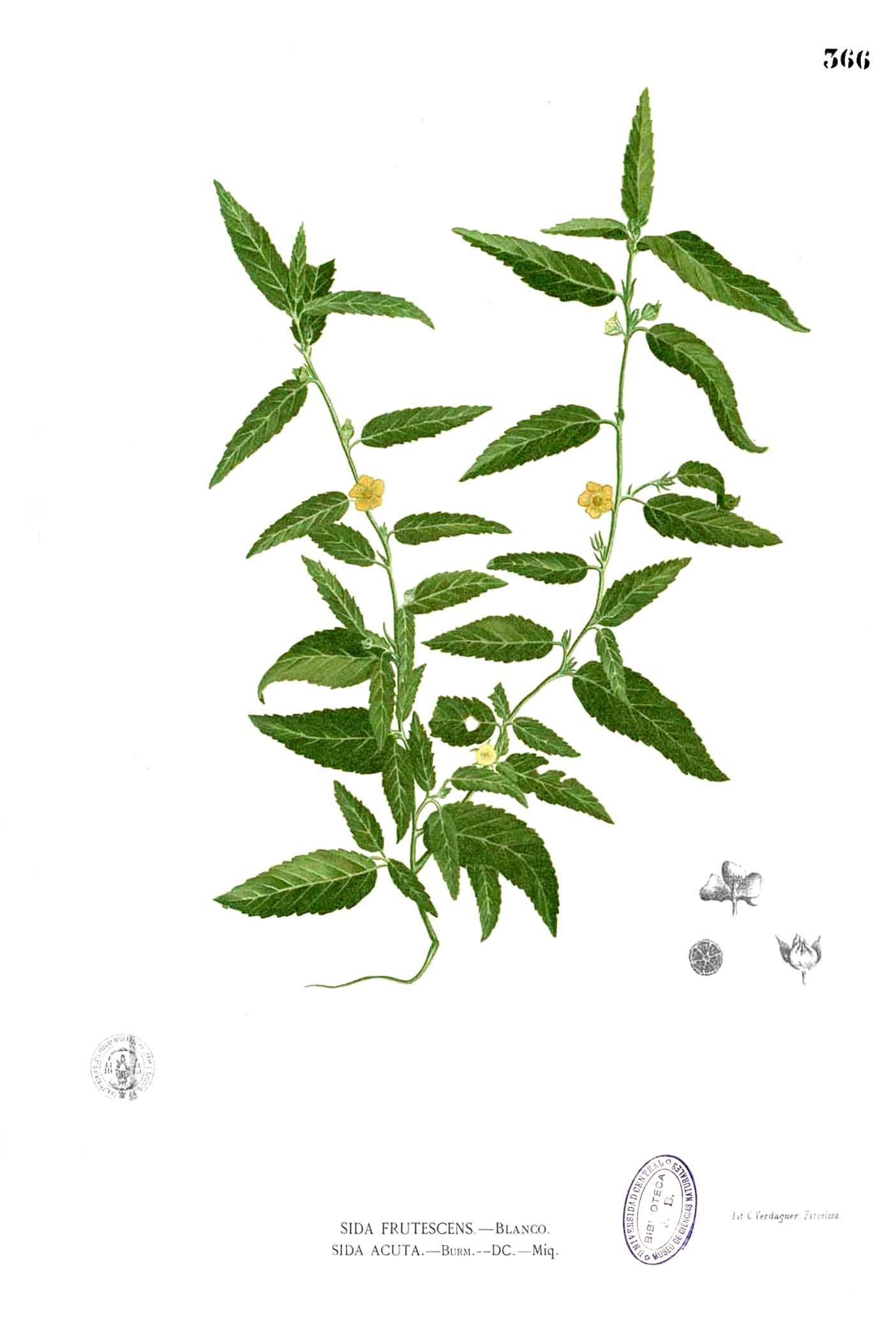 Sida acuta Blanco2.366