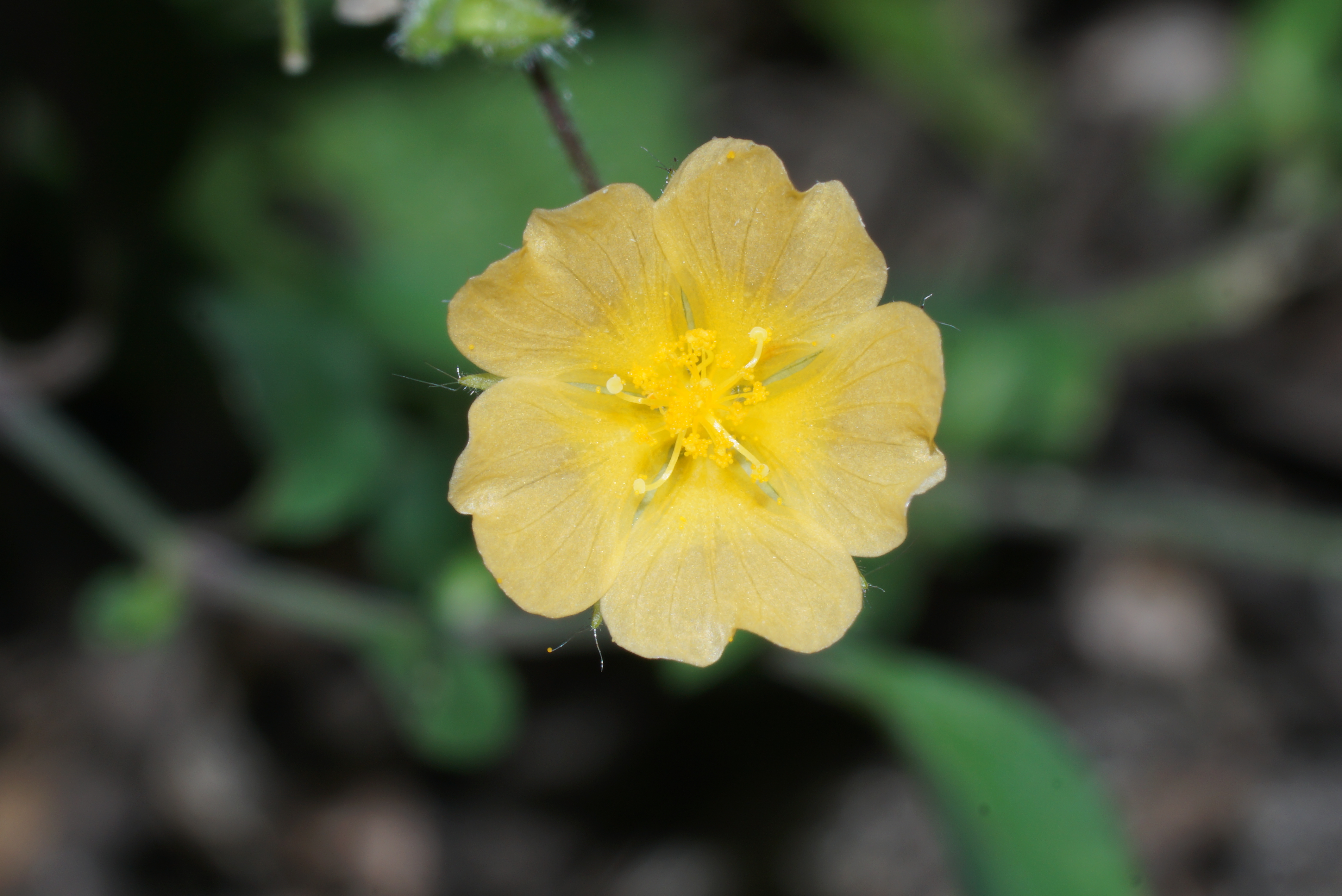 Sida Veronicaefolia 08908
