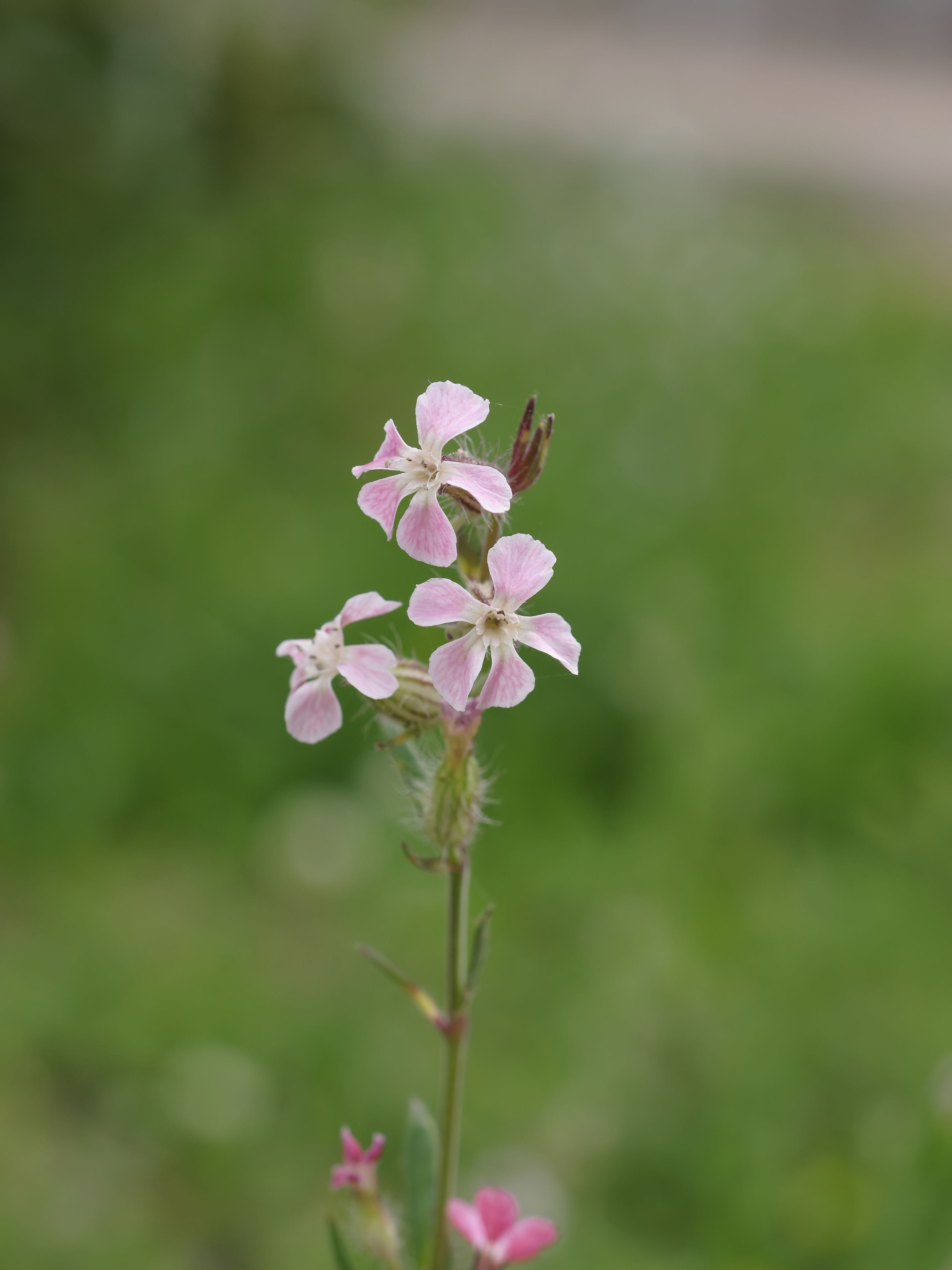Silene gallica