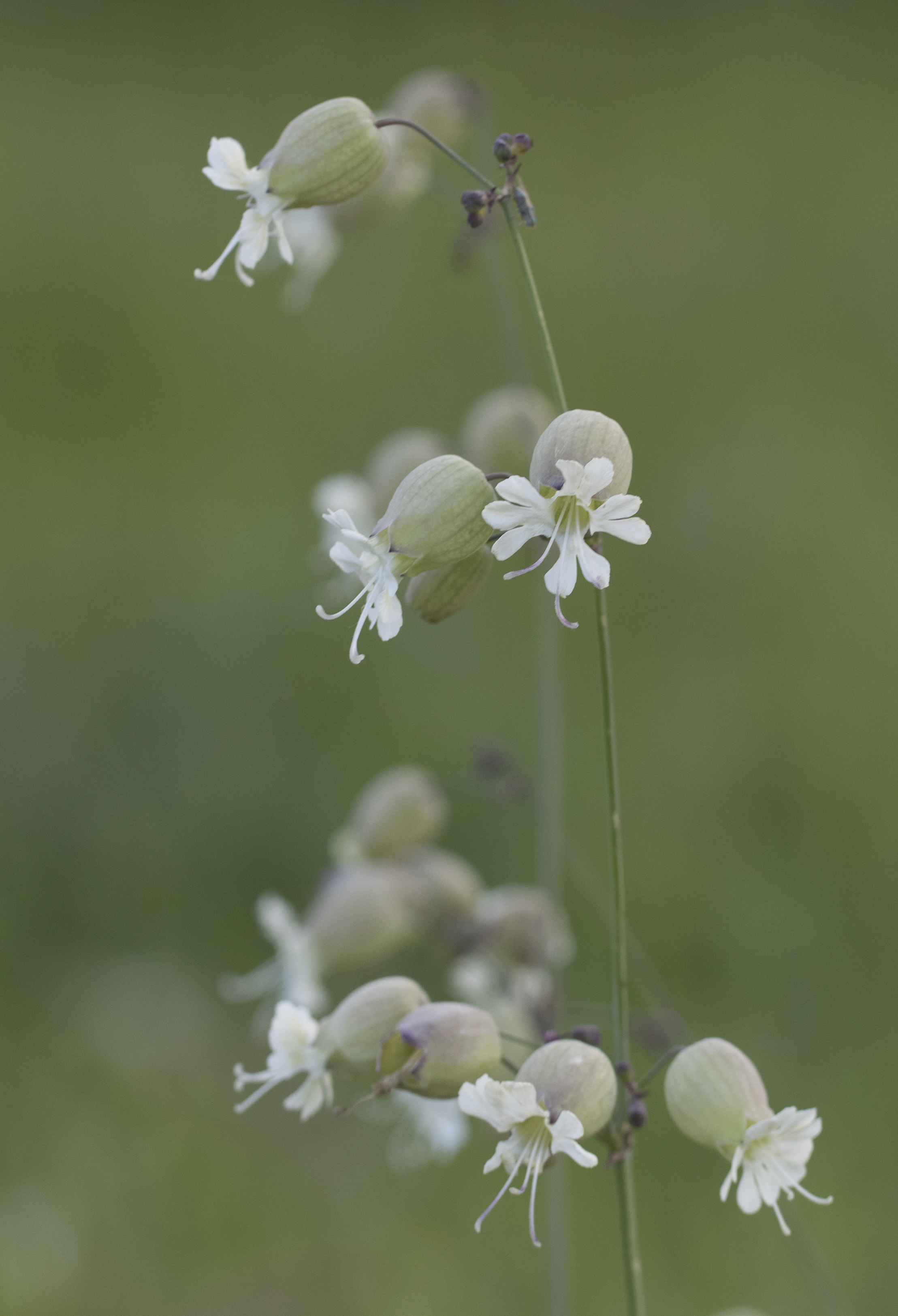 Silene vulgaris - Gıvışganotu 01
