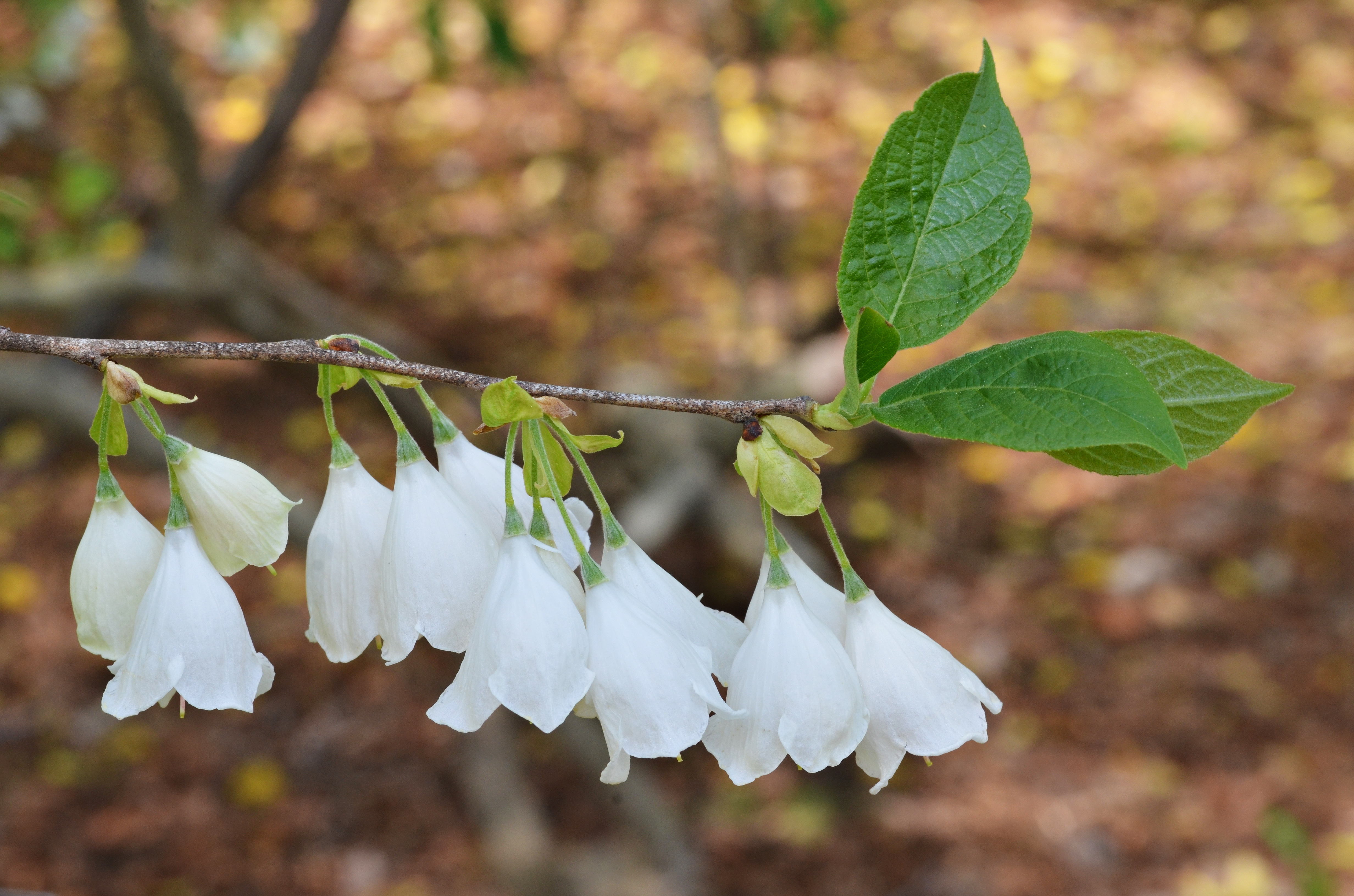 Silverbell Halesia tetraptera Flowers