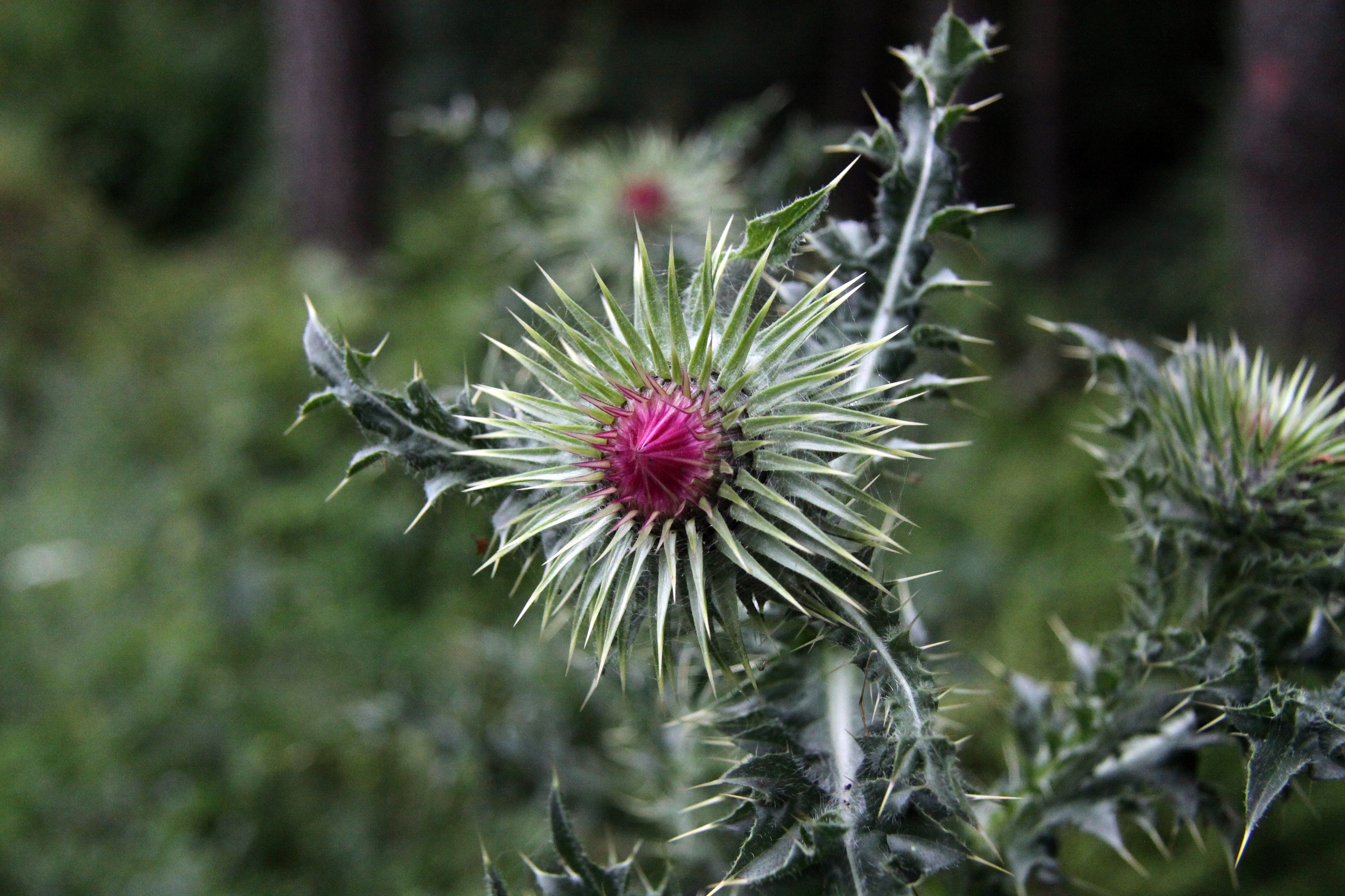Silybum marianum (1)