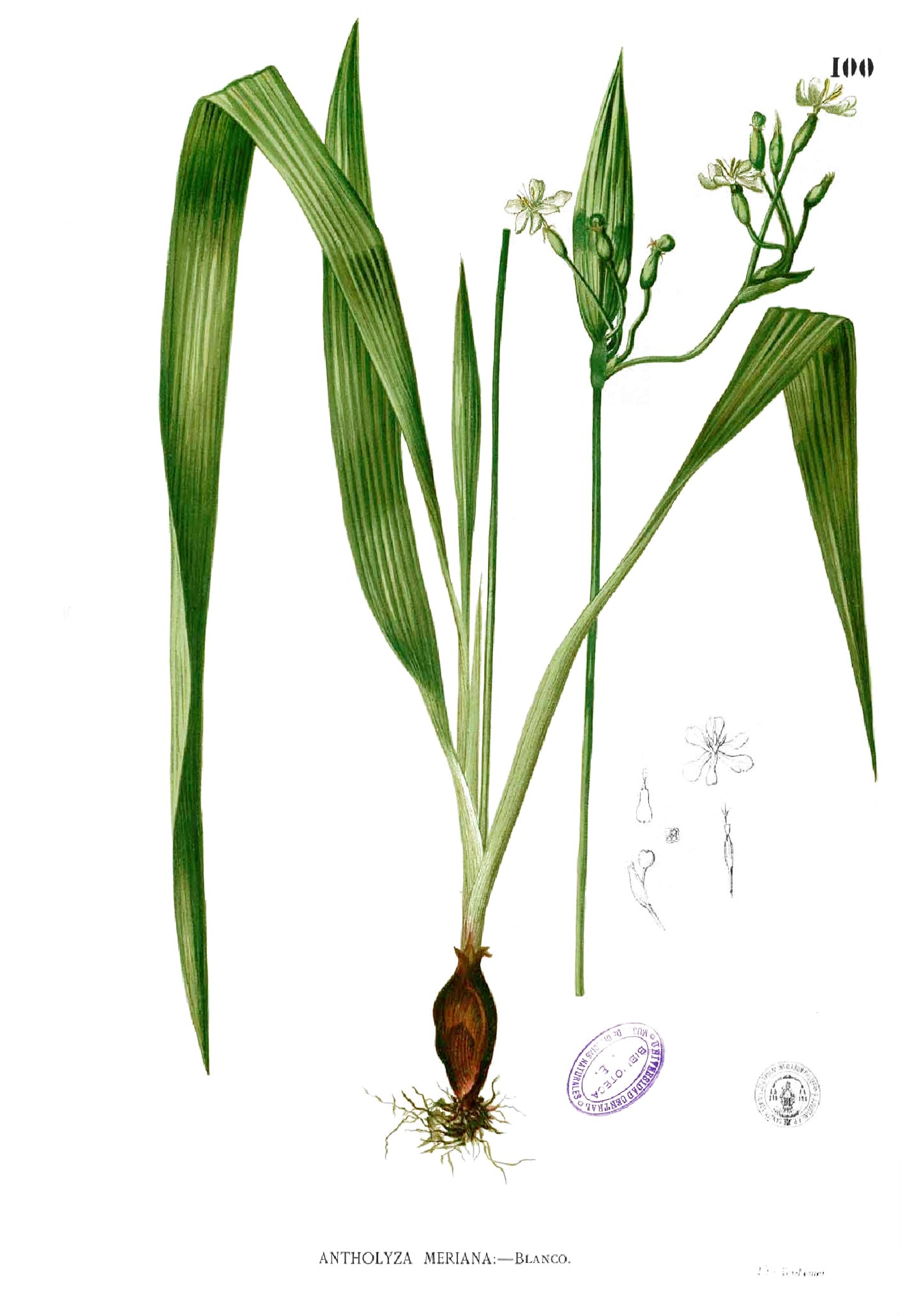 Sisyrinchium palmifolium Blanco1.100