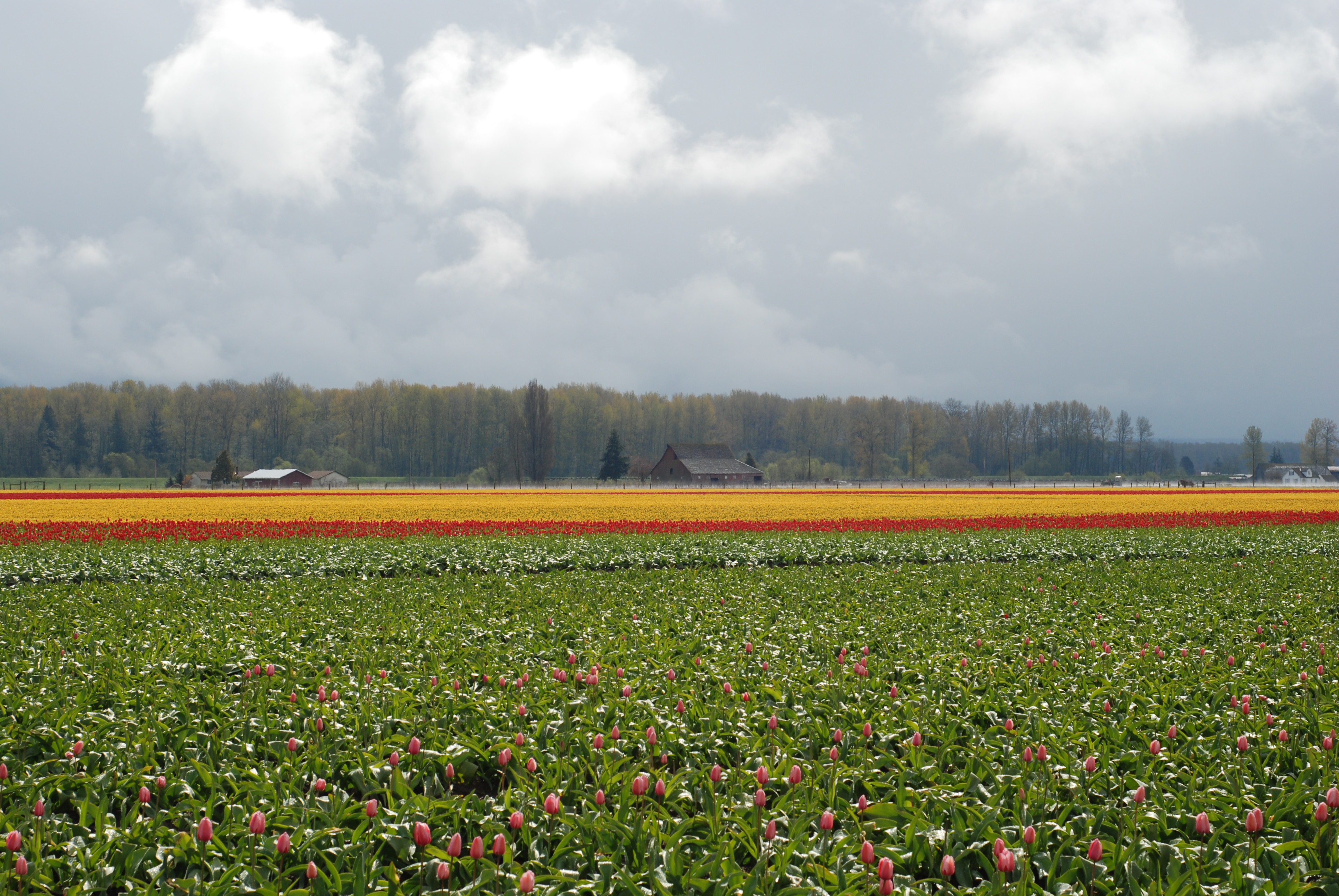 Skagit Valley Tulip Festival 2008 (12)