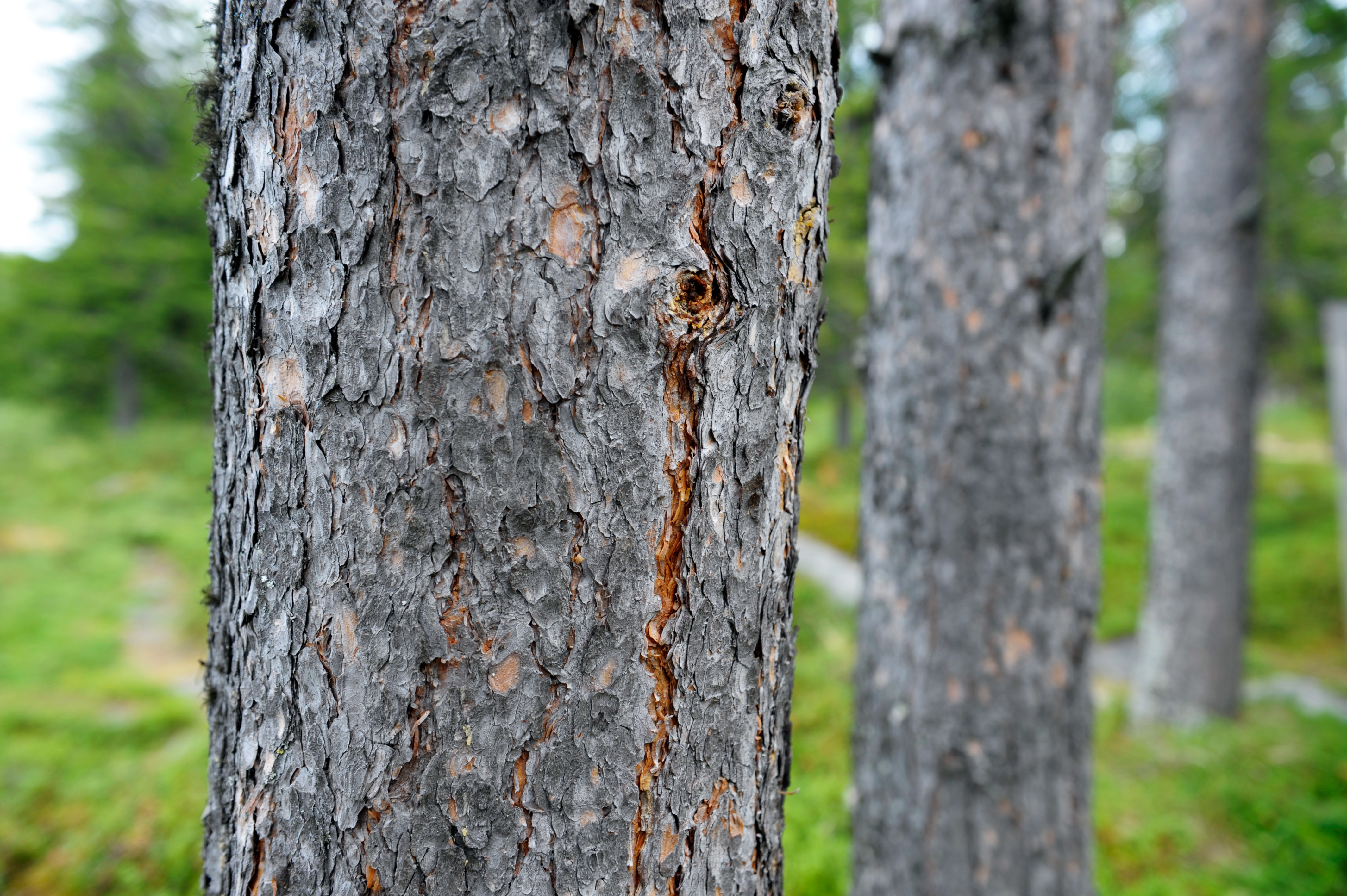 Skog Lappland Sverige