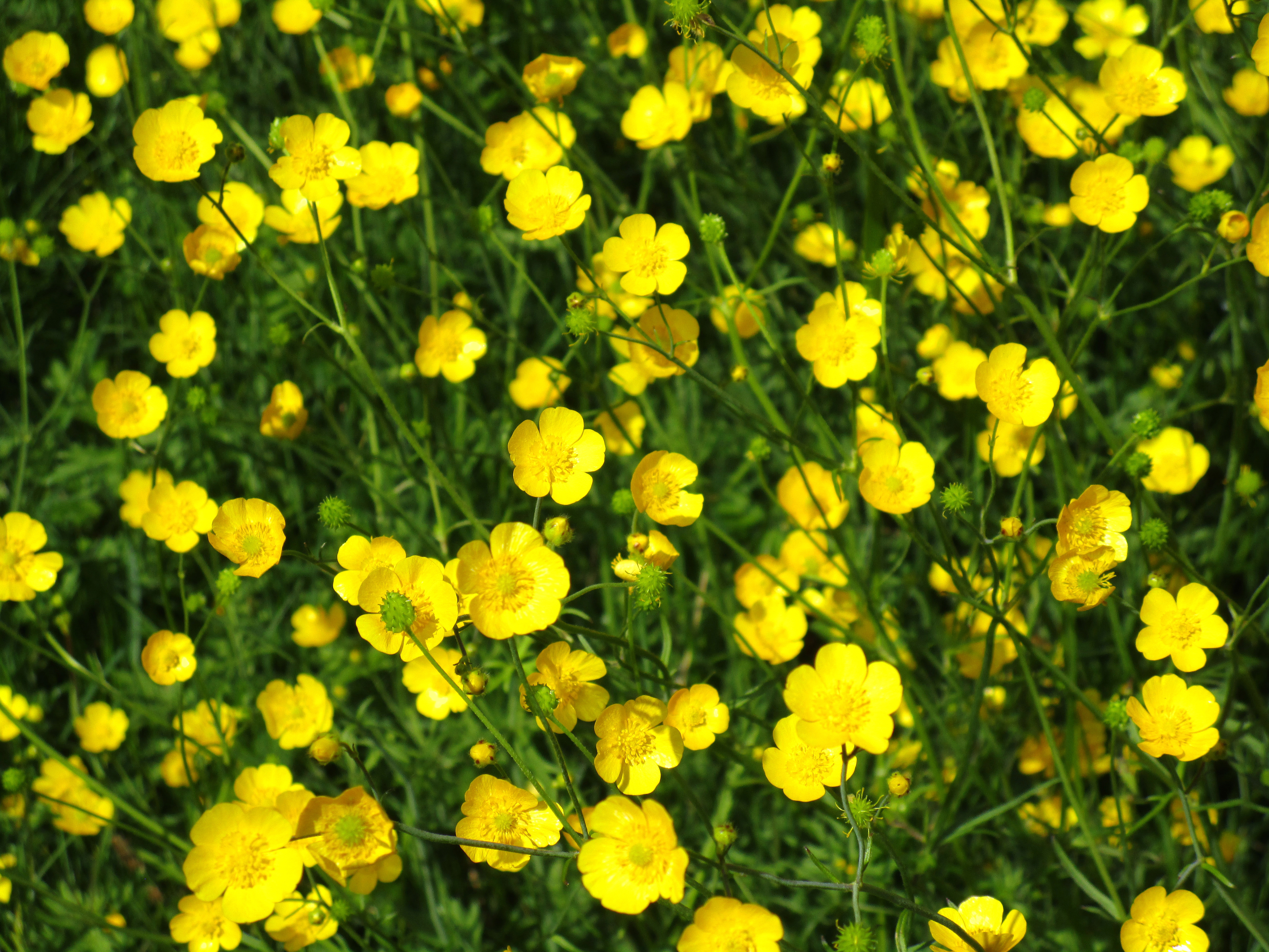 Smörblommor