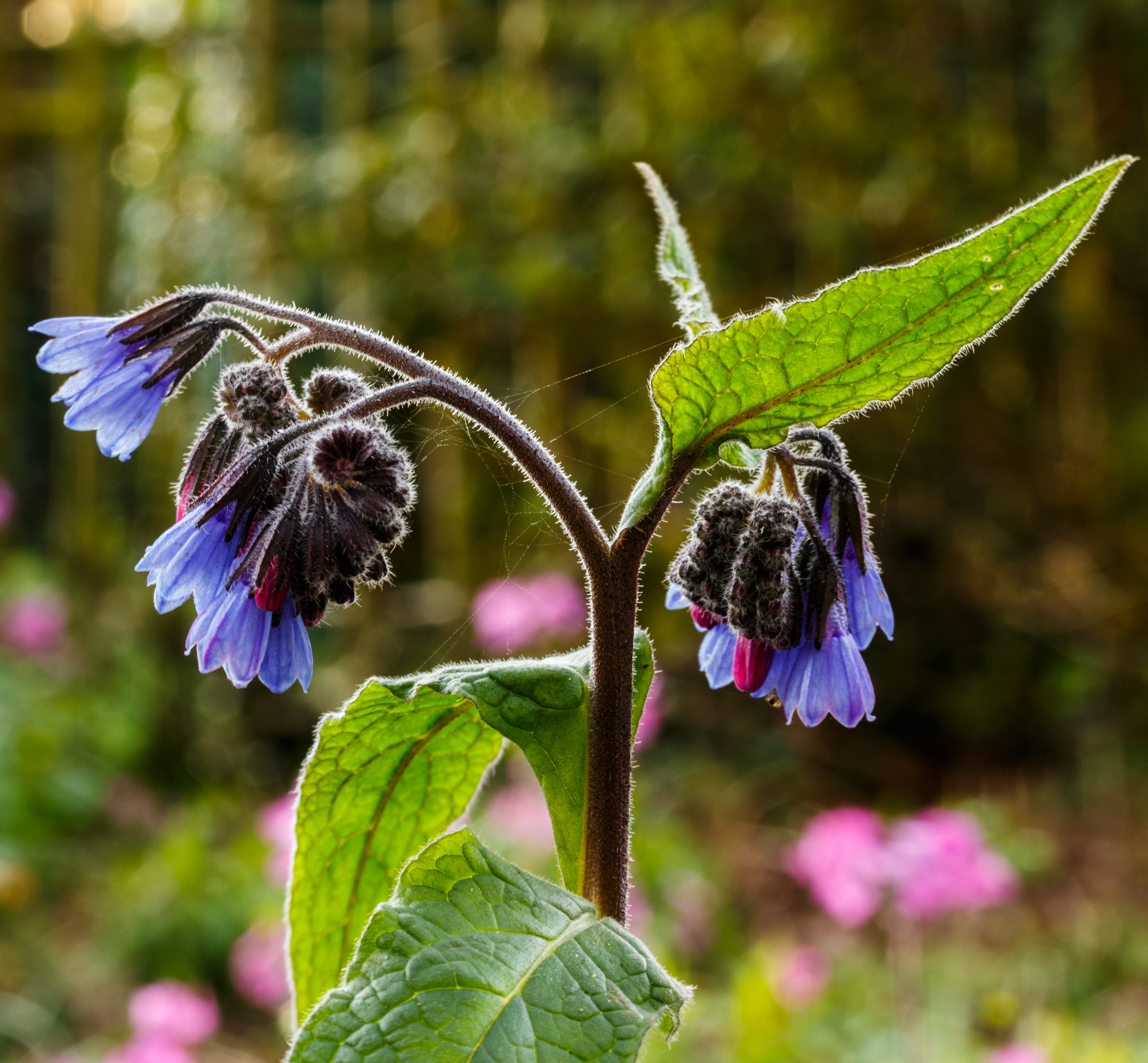 Smeerwortel (Symphytum). Locatie, Tuinreservaat Jonkervallei