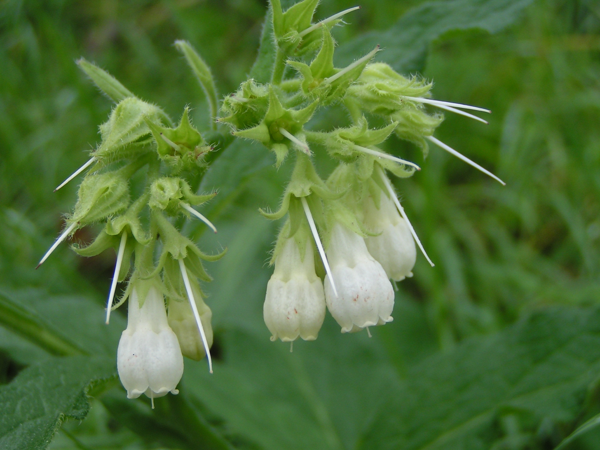 Smeerwortel bloem