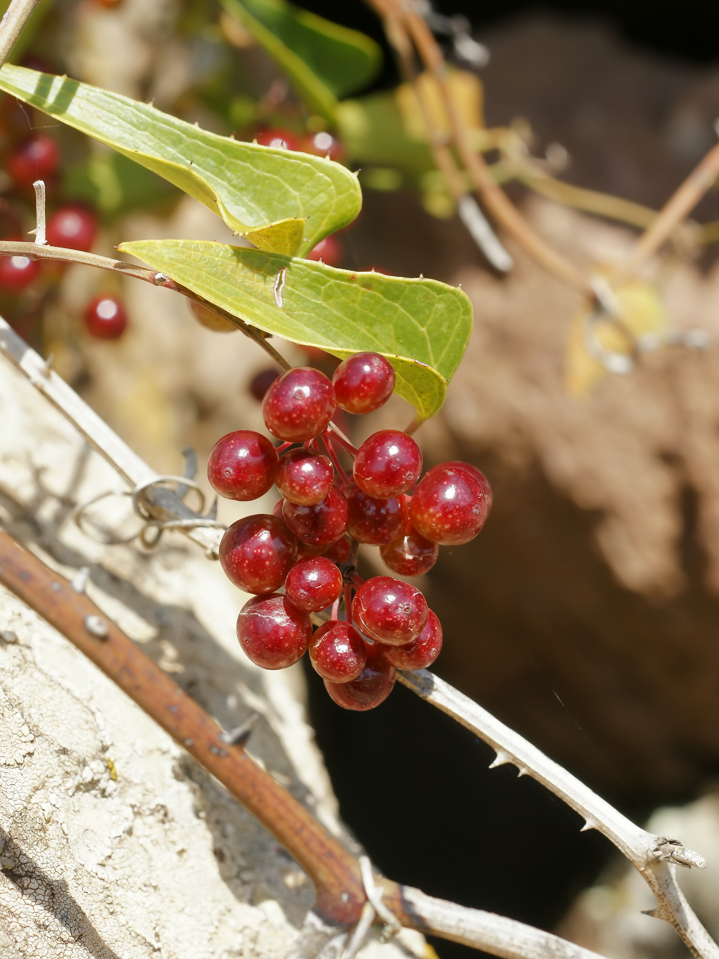 Smilax aspera (fruits)
