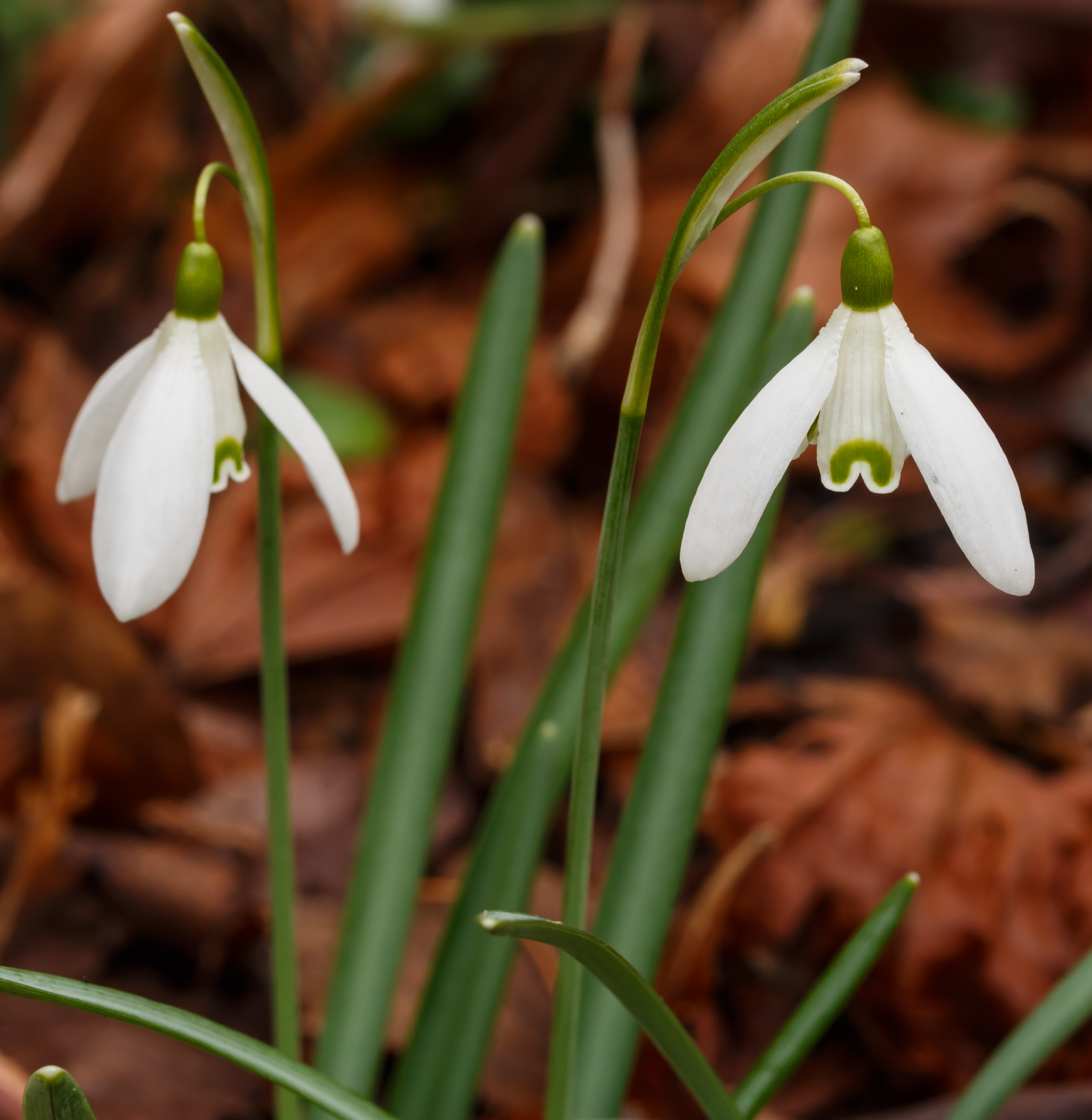 Sneeuwklokje (Galanthus nivalis). Locatie, Natuurterrein De Famberhorst 03
