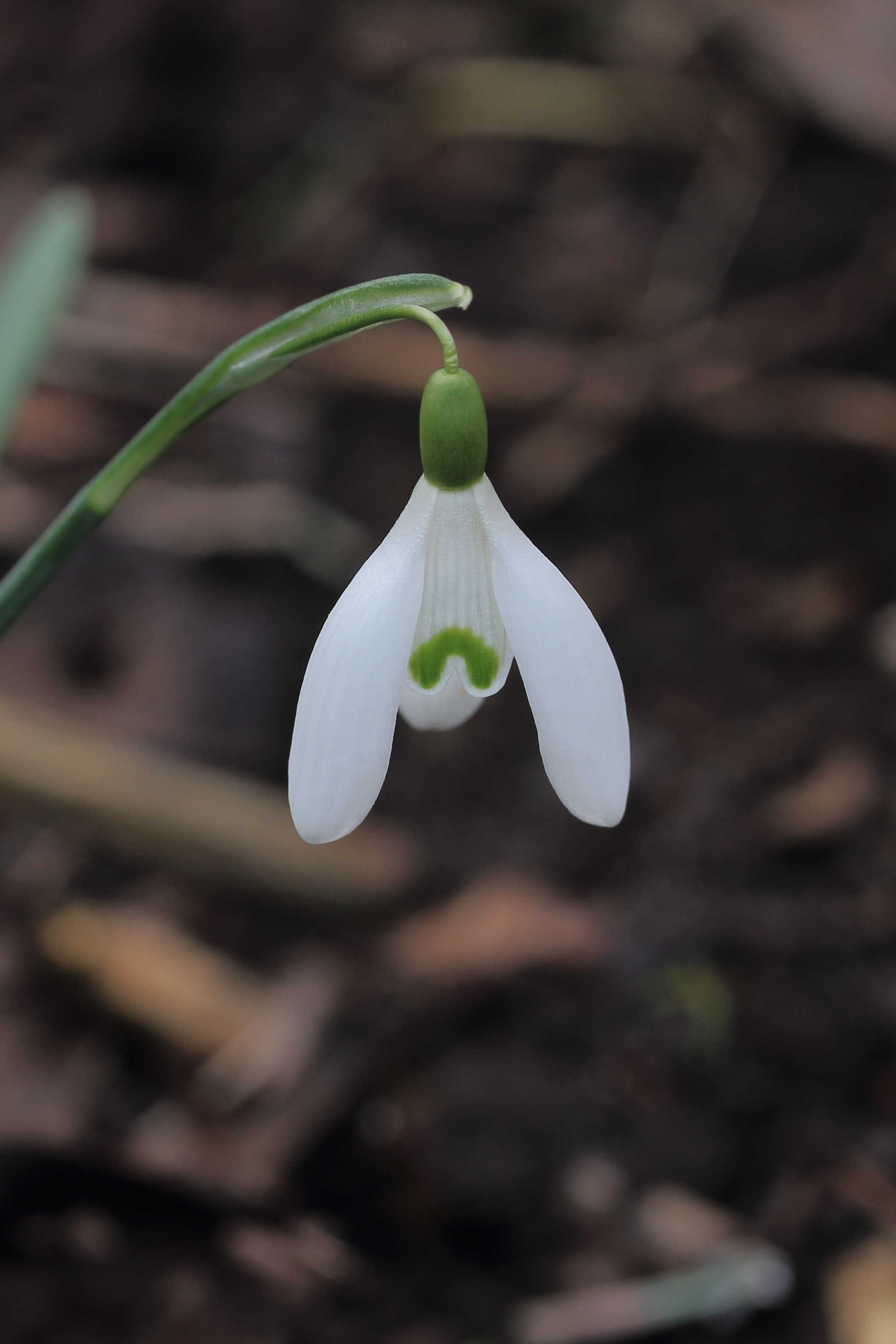 Sneeuwklokje (Galanthus nivalis) 04