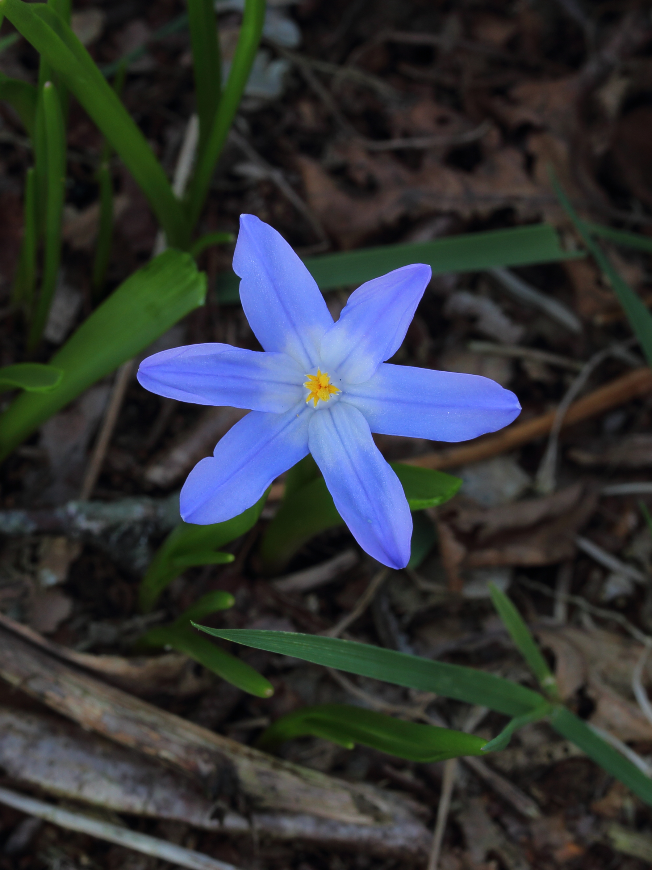 Sneeuwroem (Chionodoxa) 03