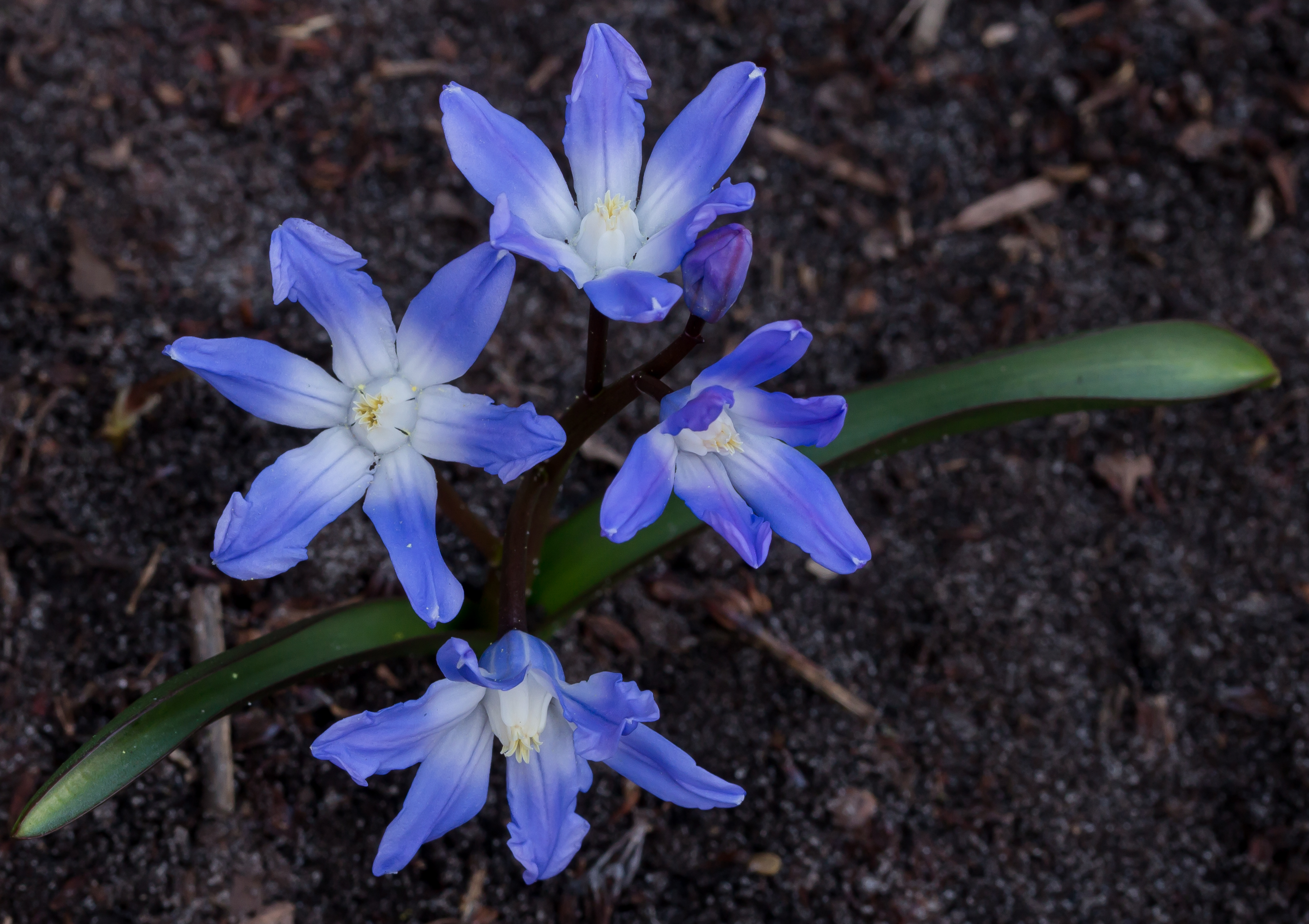 Sneeuwroem, klein bolgewasje. (Chionodoxa). Locatie, Tuinreservaat Jonker vallei 01