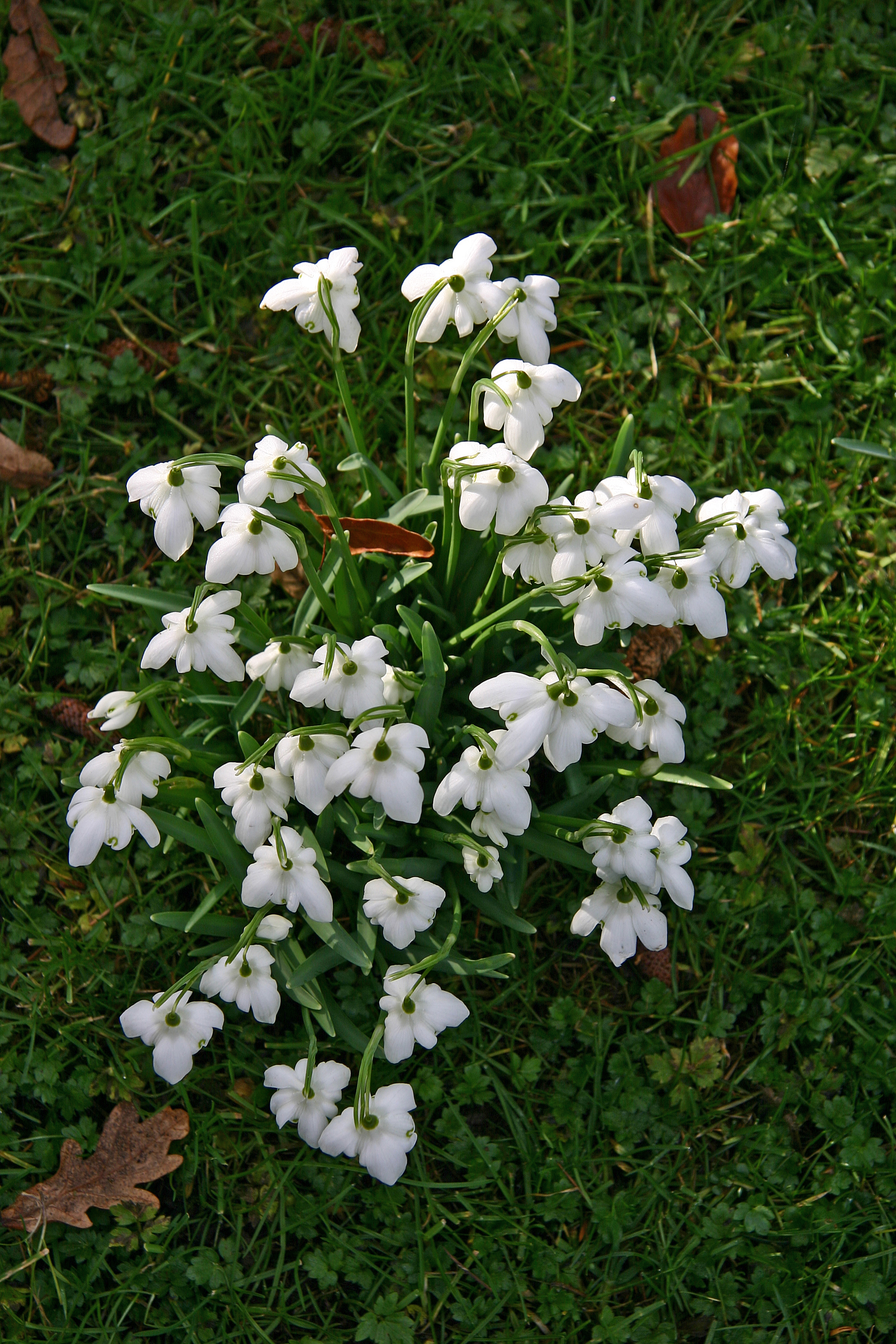 Snowdrop album