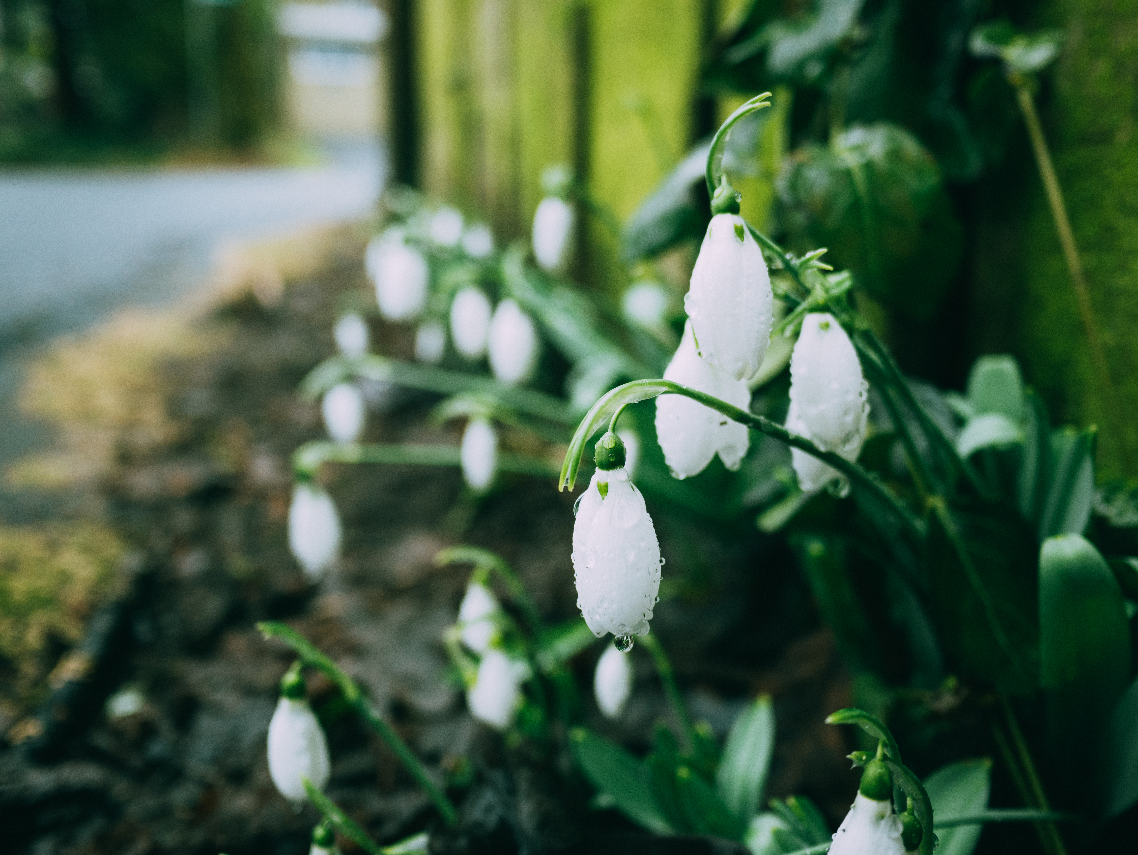 Snowdrops after rain (Unsplash)