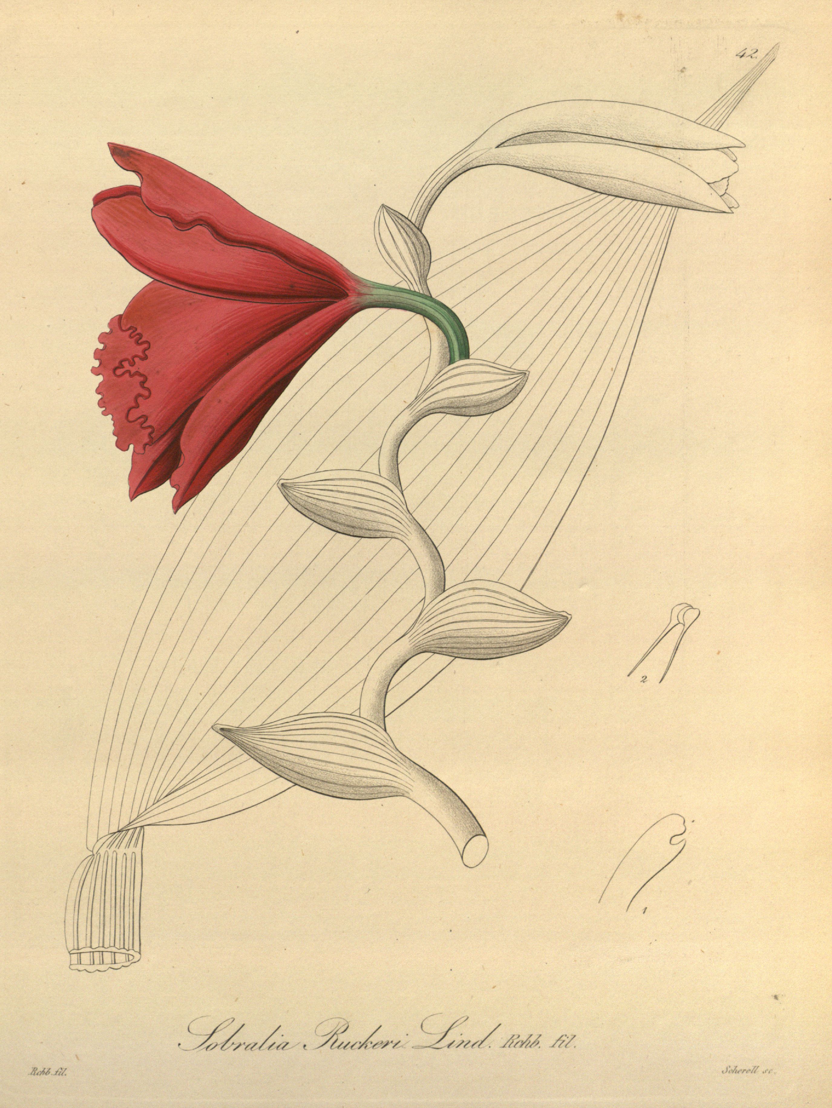Sobralia ruckeri-Xenia 1 fig 42 (1858)