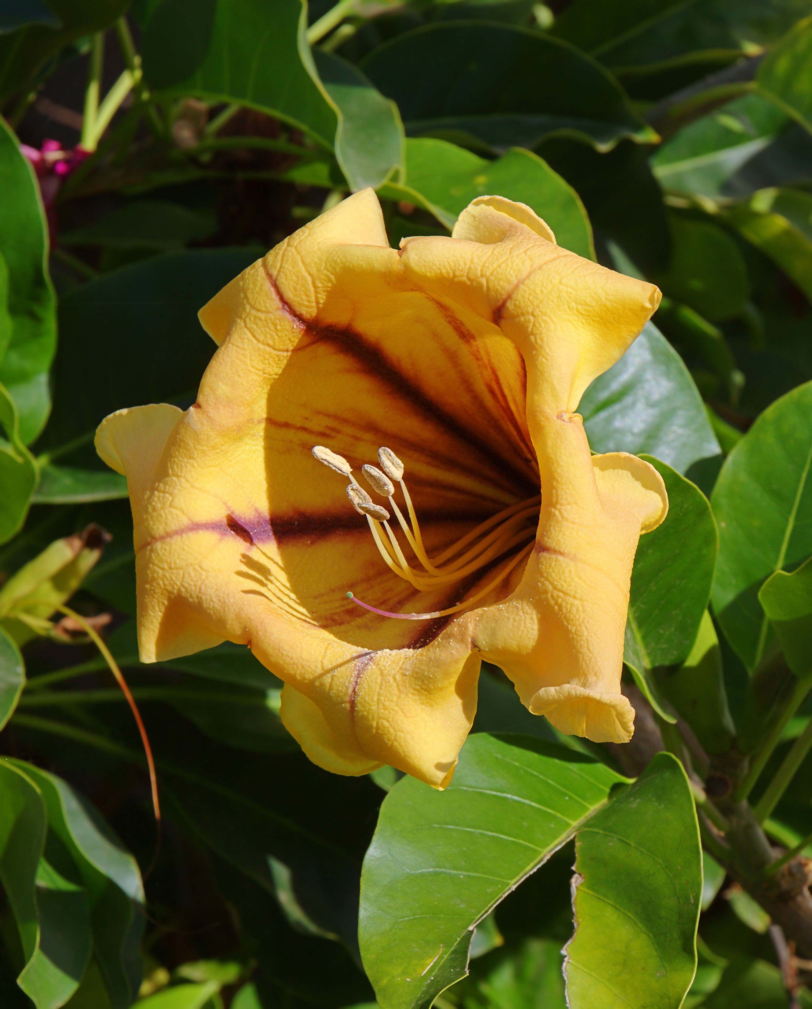 Solandra maxima 001