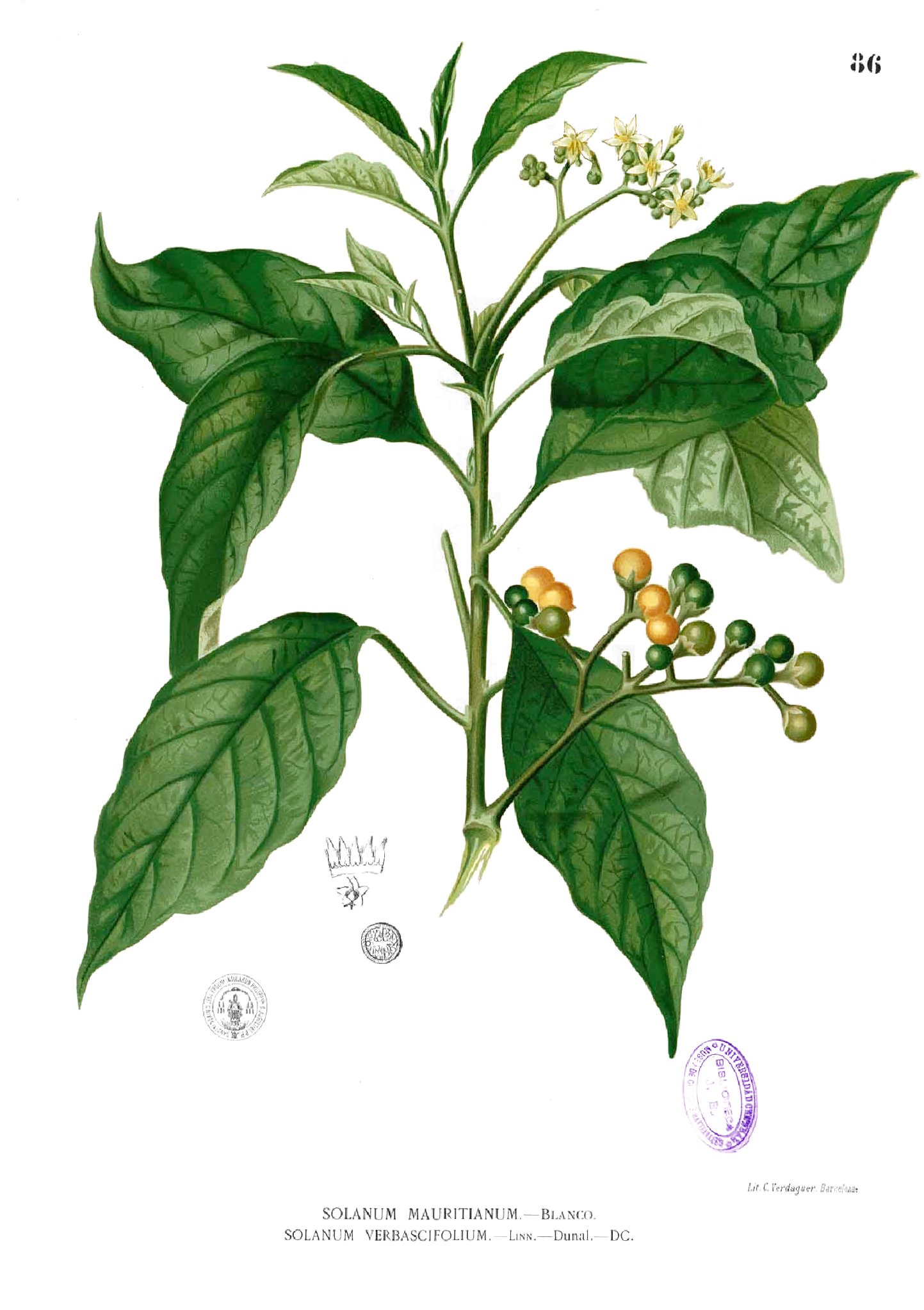 Solanum erianthum Blanco1.86