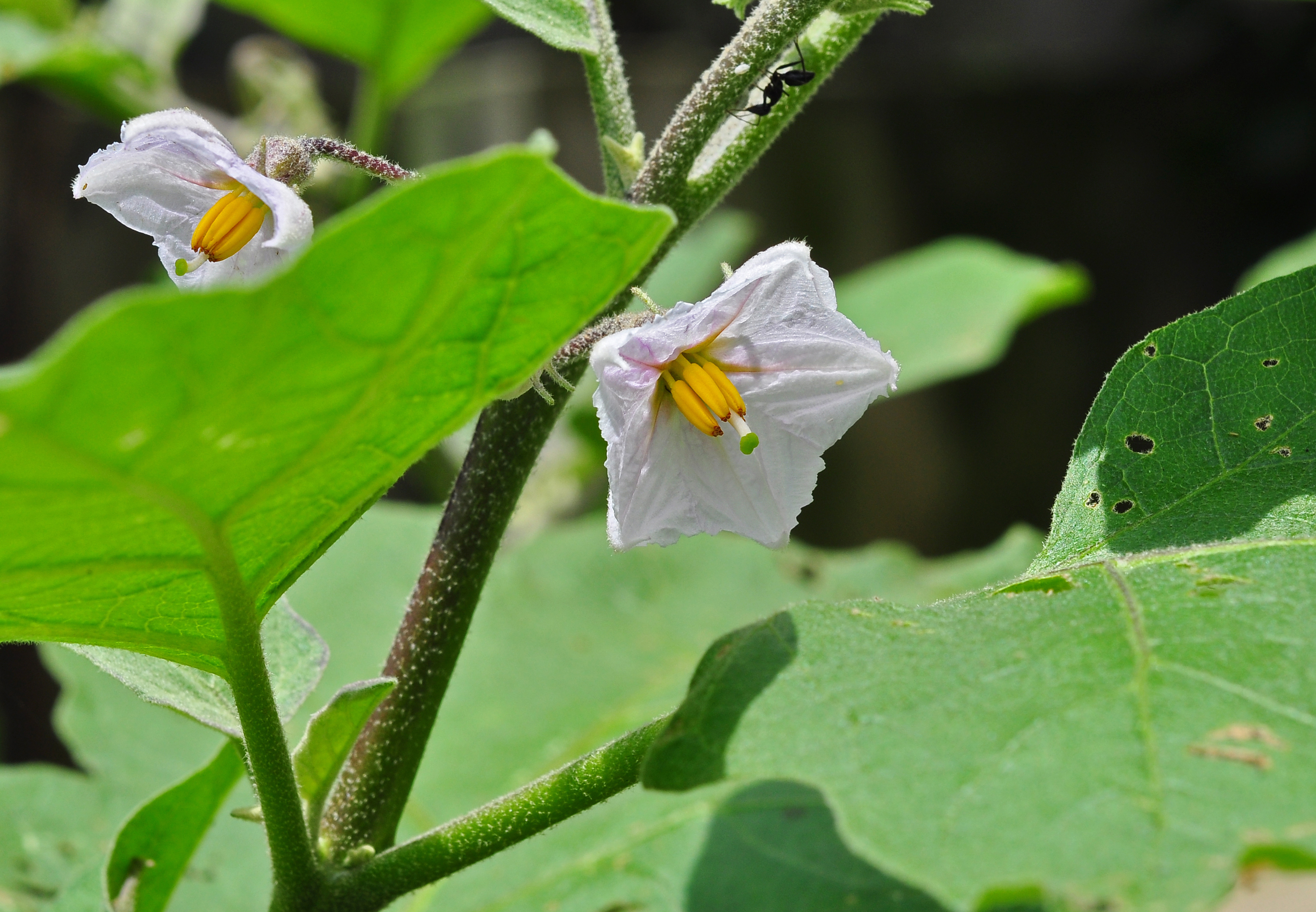 Solanum melongena 24 08 2012 (2)