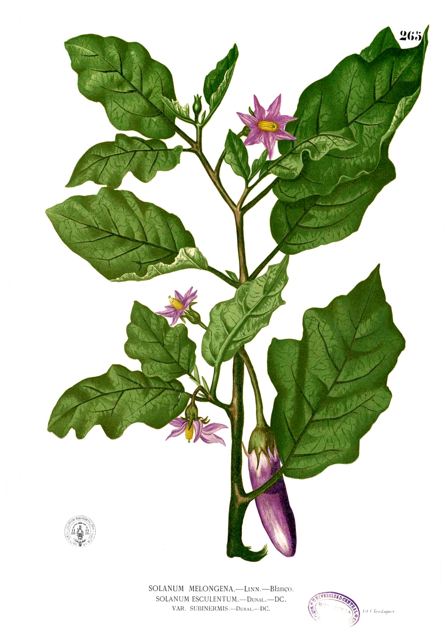 Solanum melongena Blanco2.265