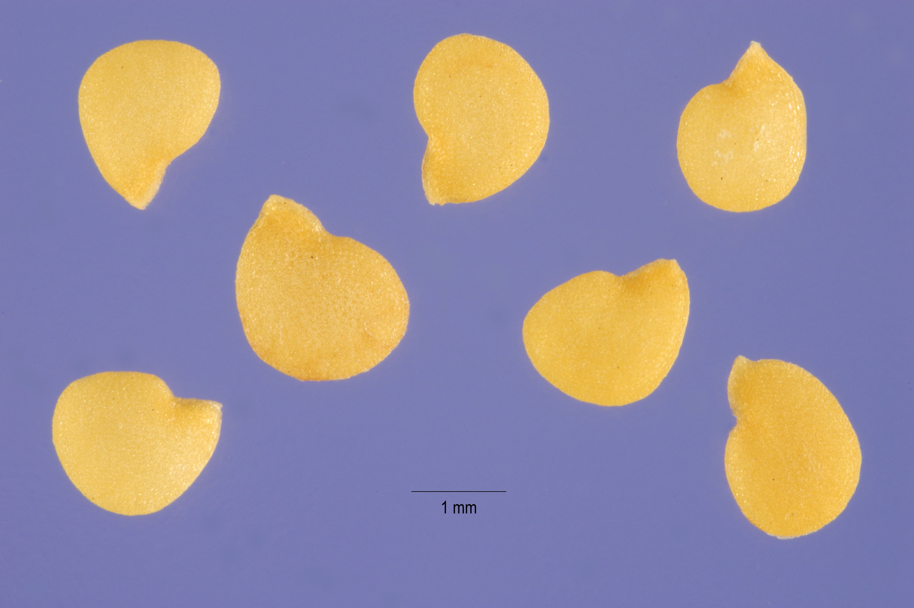 Solanum nigrum seeds