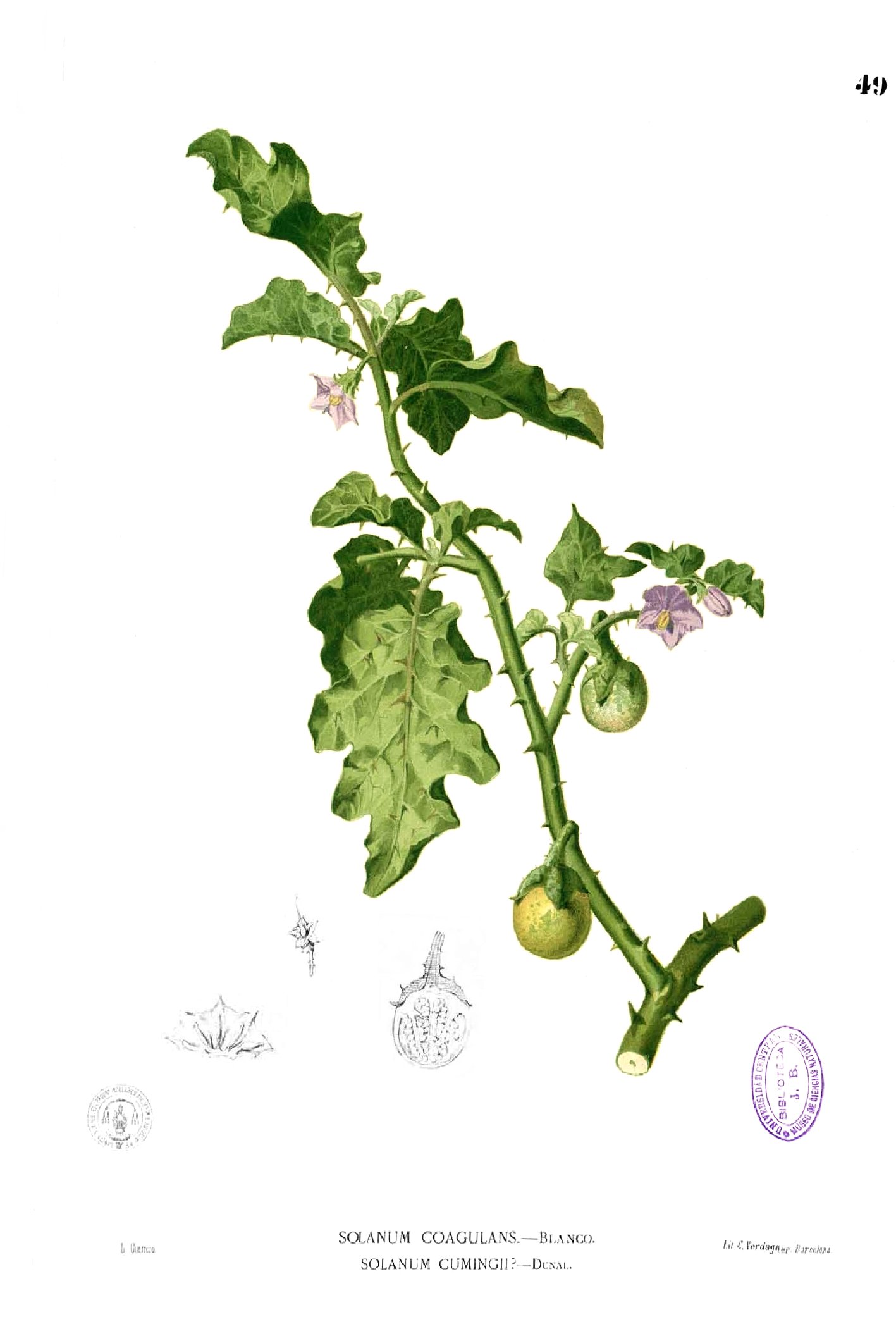 Solanum sp Blanco1.49