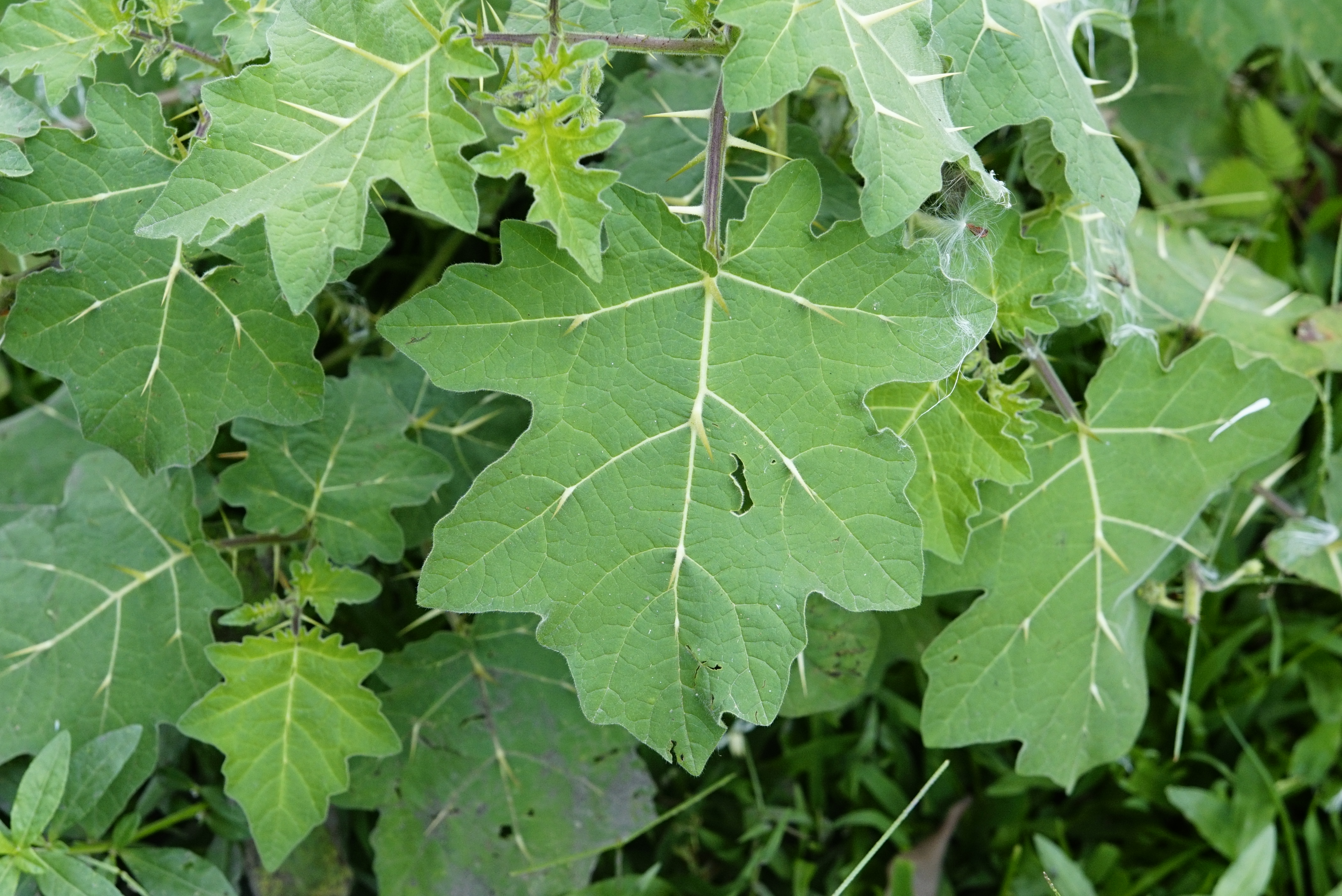 Solanum xanthocarpum 9909