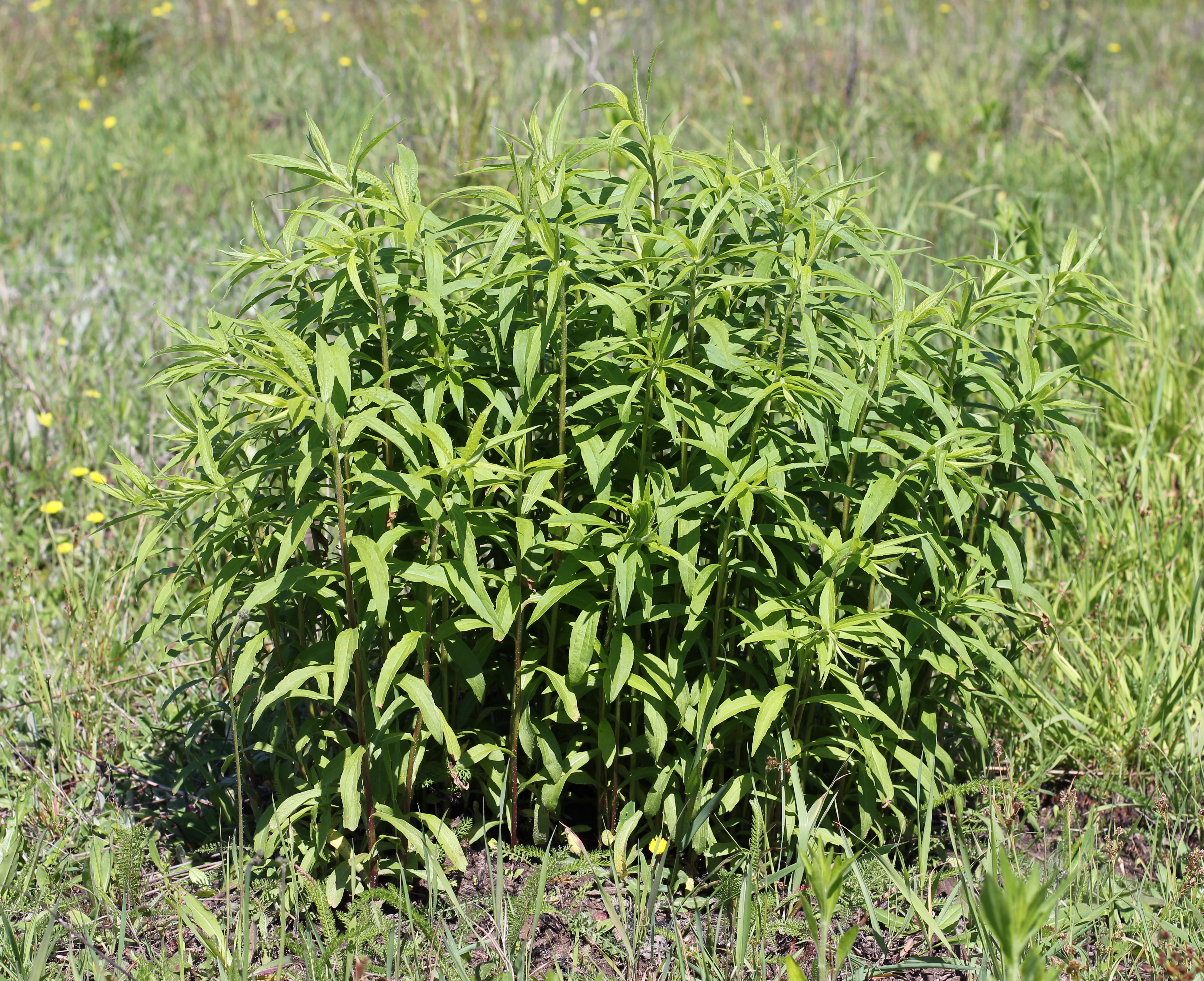Solidago canadensis 2014 G02