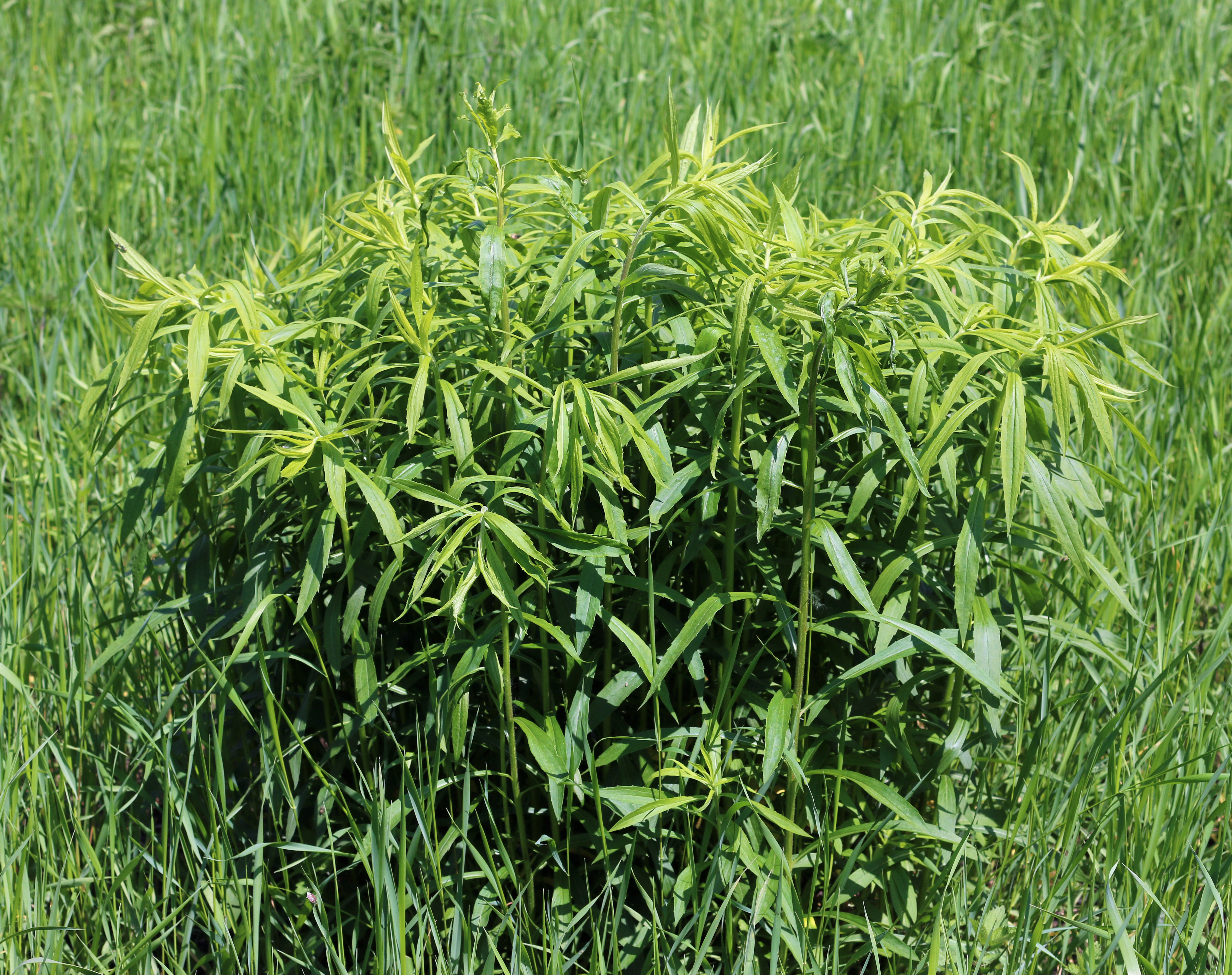 Solidago canadensis 2016 G01