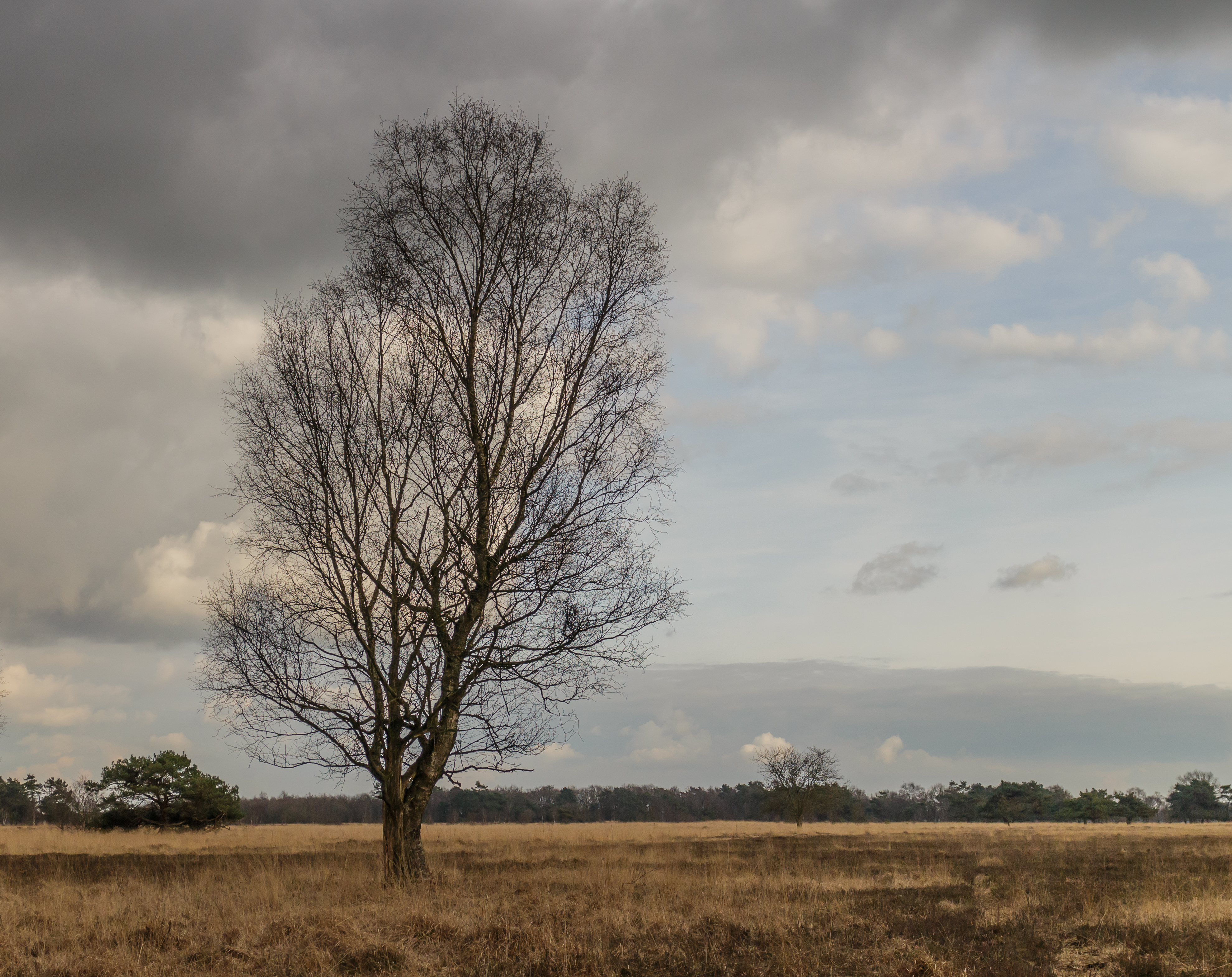 Solitaire Berk (Betula). Locatie, natuurgebied Delleboersterheide – Catspoele