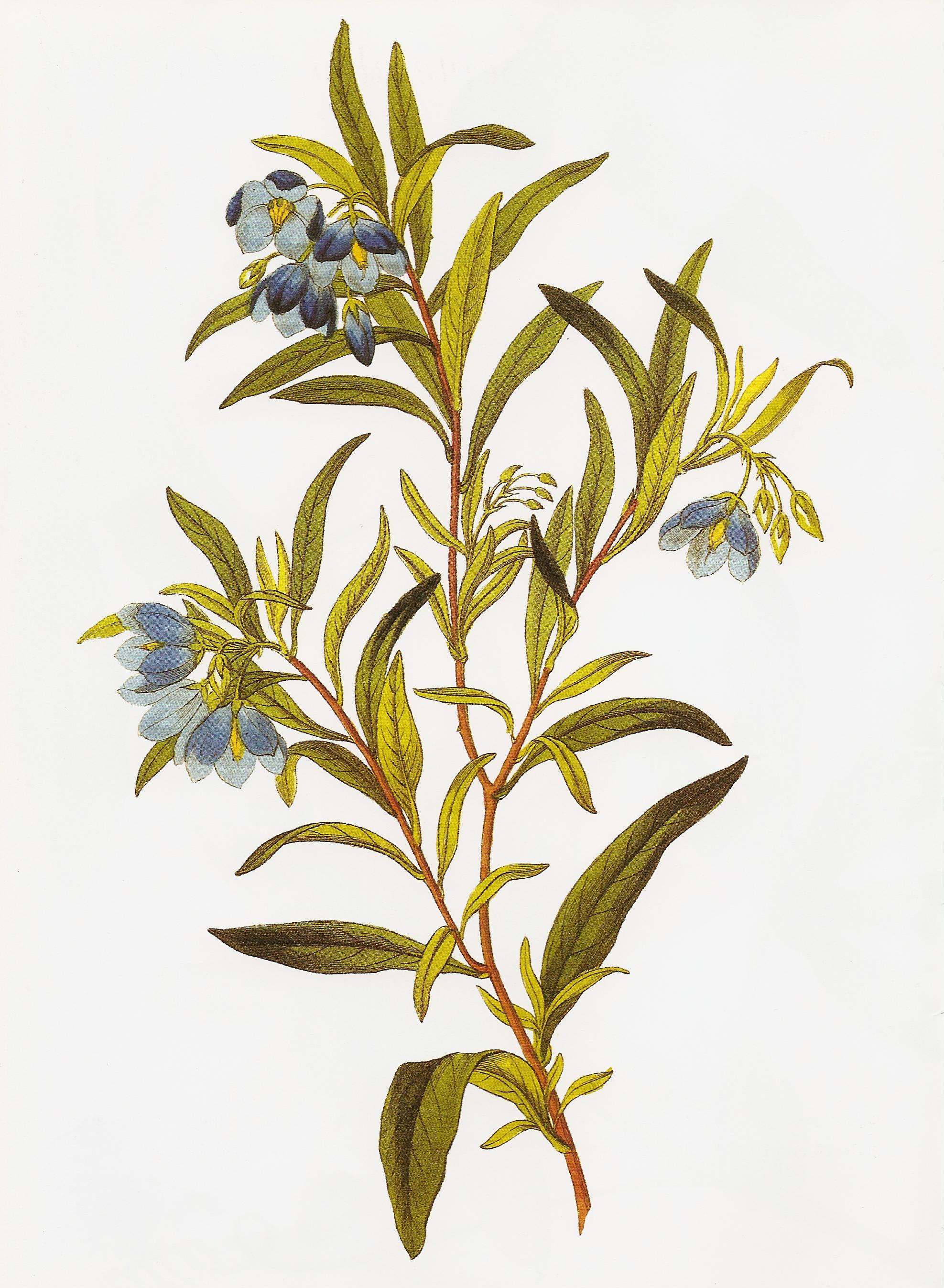 Sollya linearis RHS