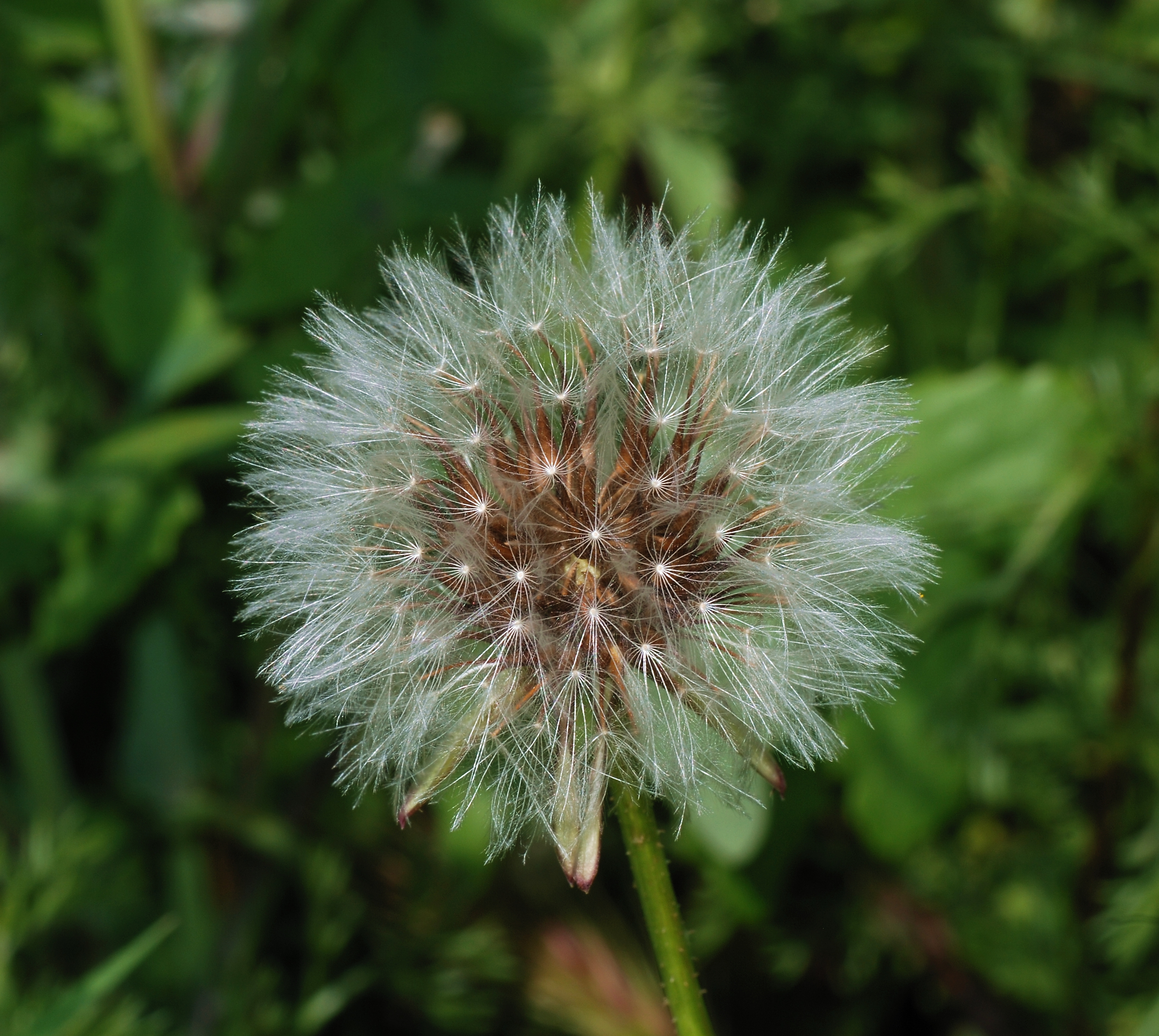 Sonchus April 2008-1