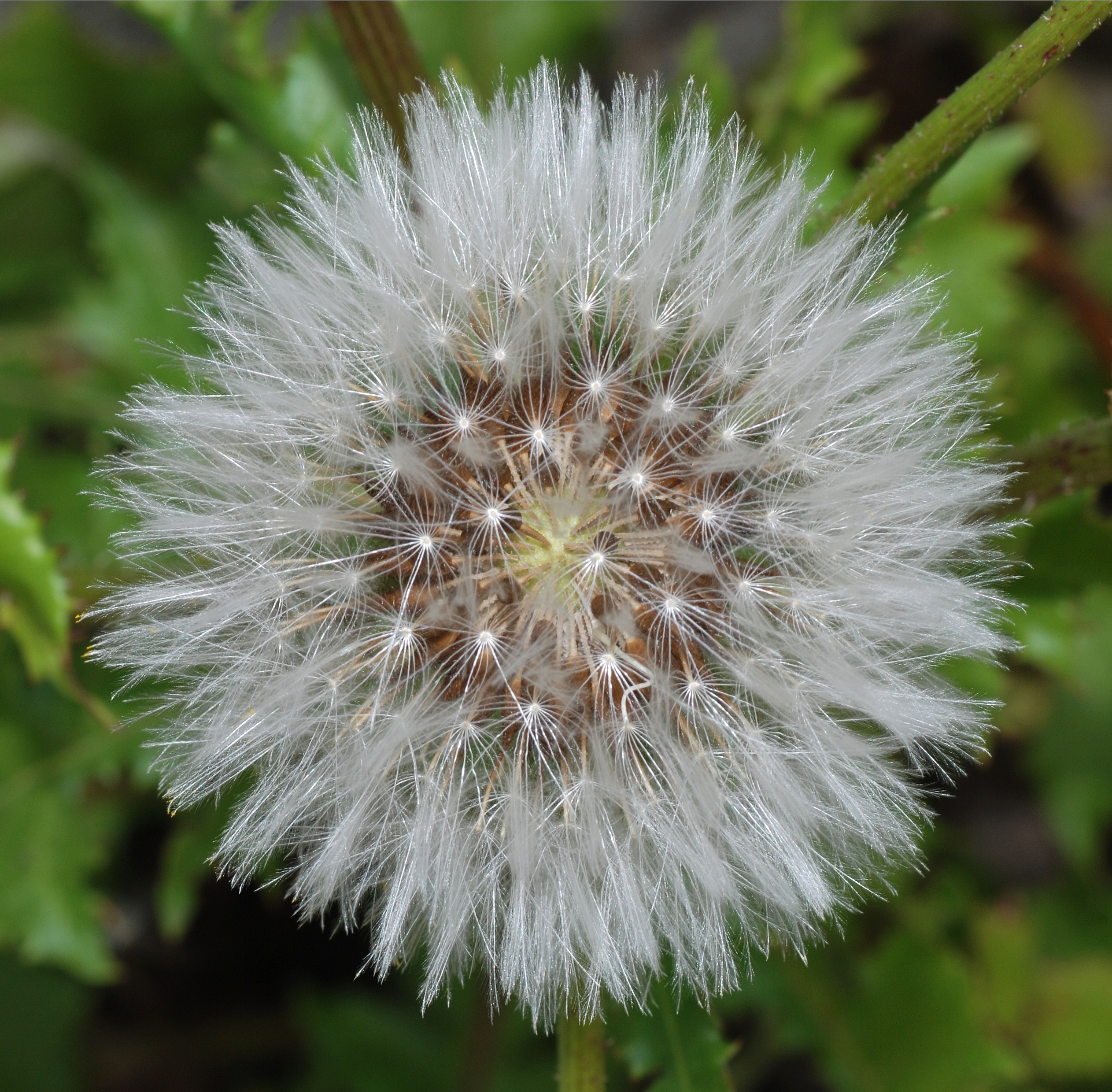 Sonchus April 2008-2