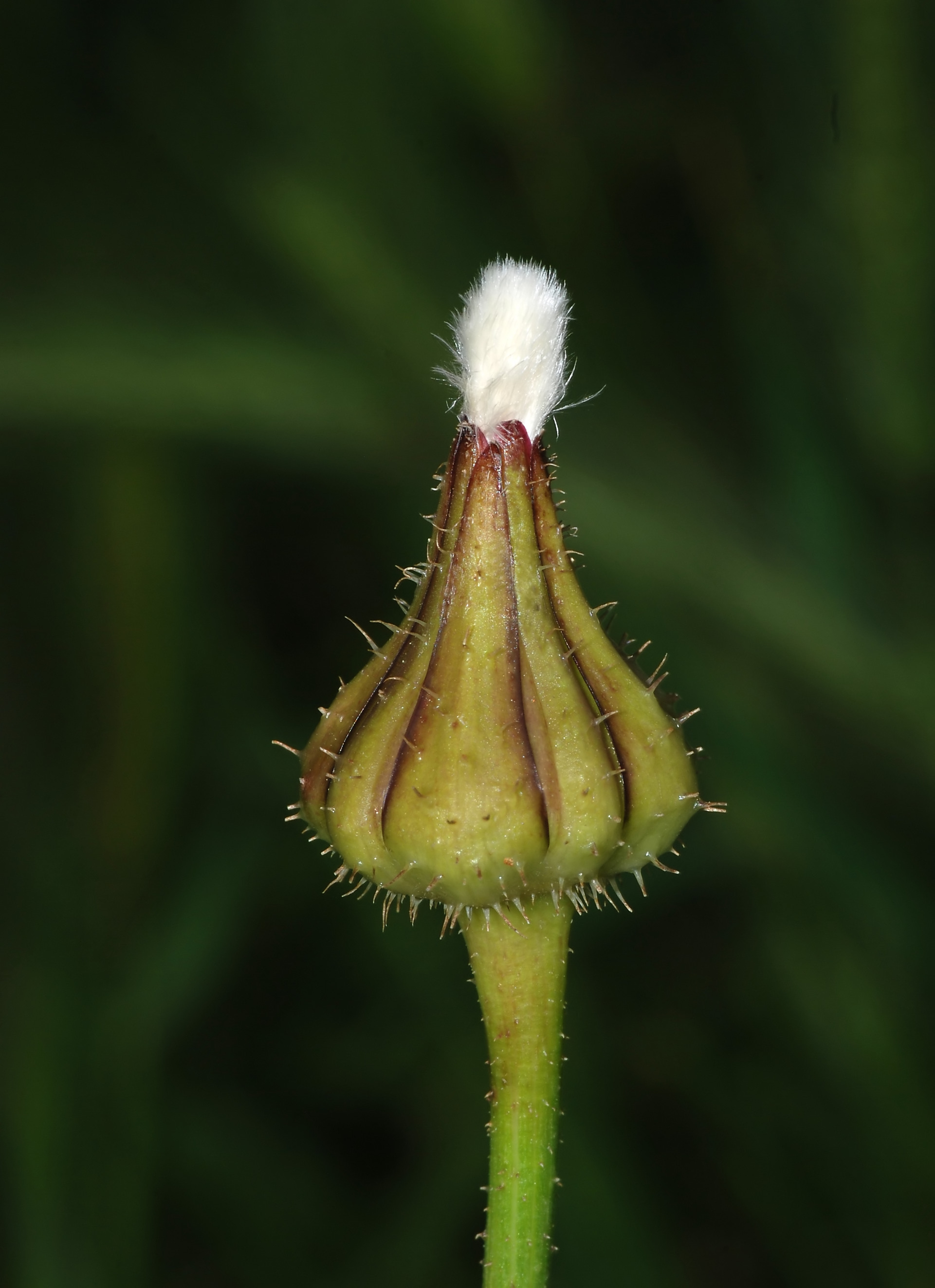 Sonchus April 2008-3